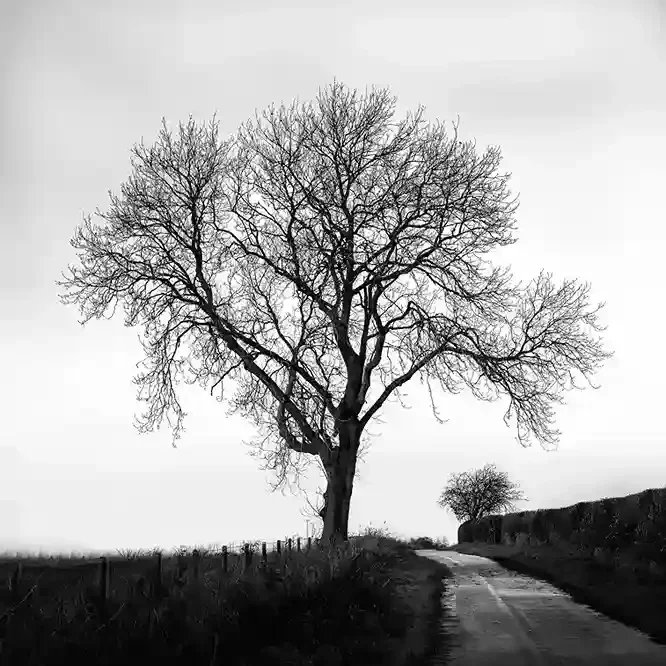 Winter Tree