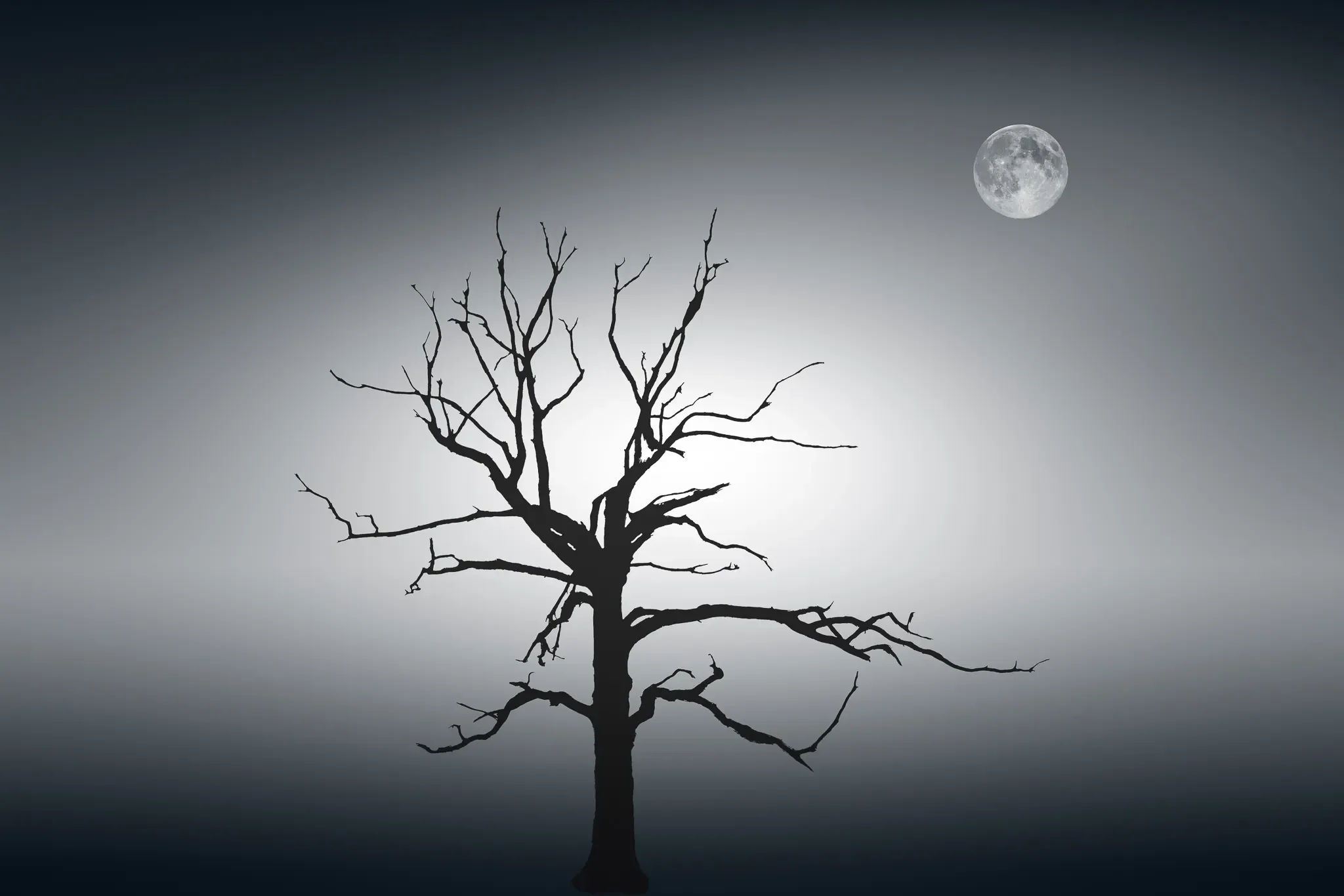 Tree before the Moon