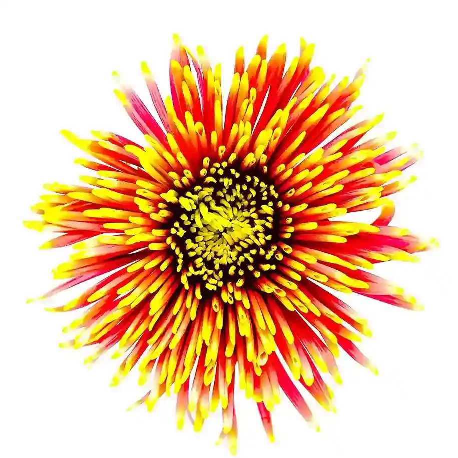 Dahlia