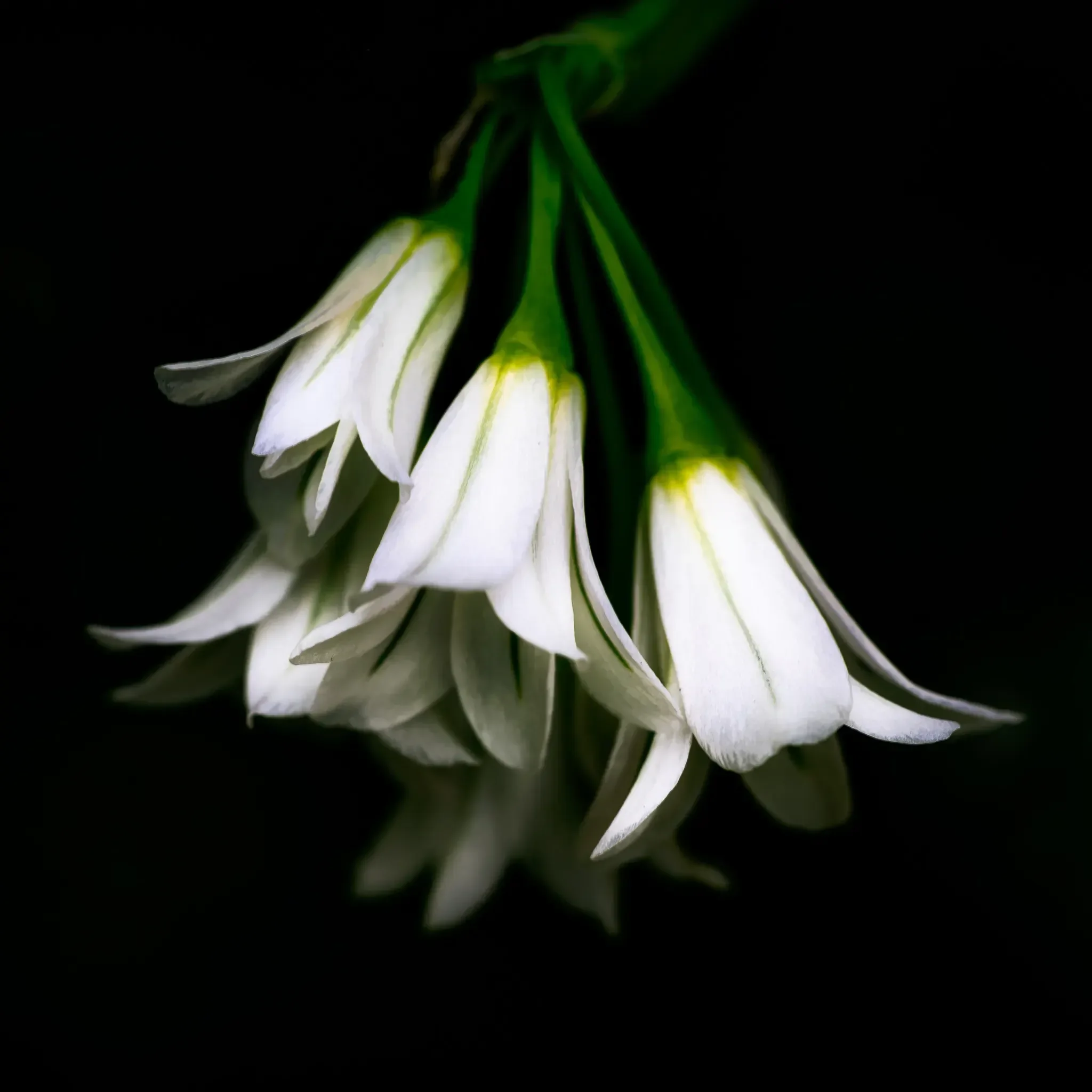 Allium Triquetrum