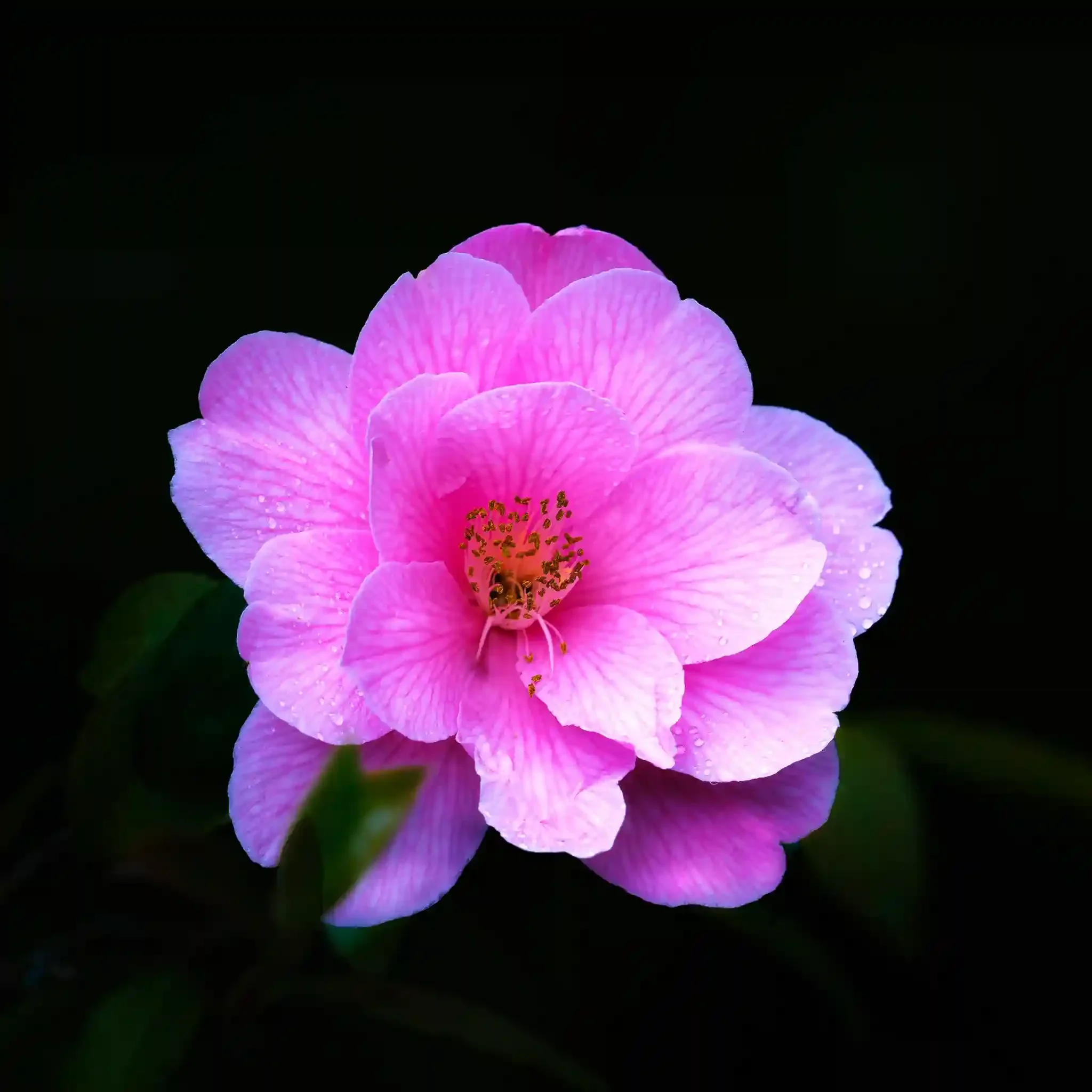 Pink Camelia