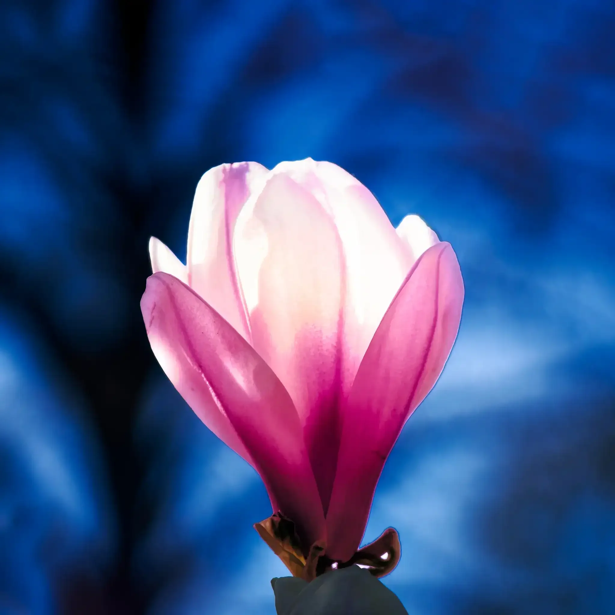 Magnolia