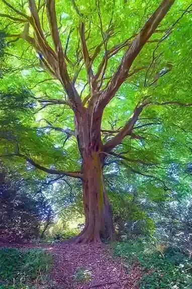A Mighty Tree