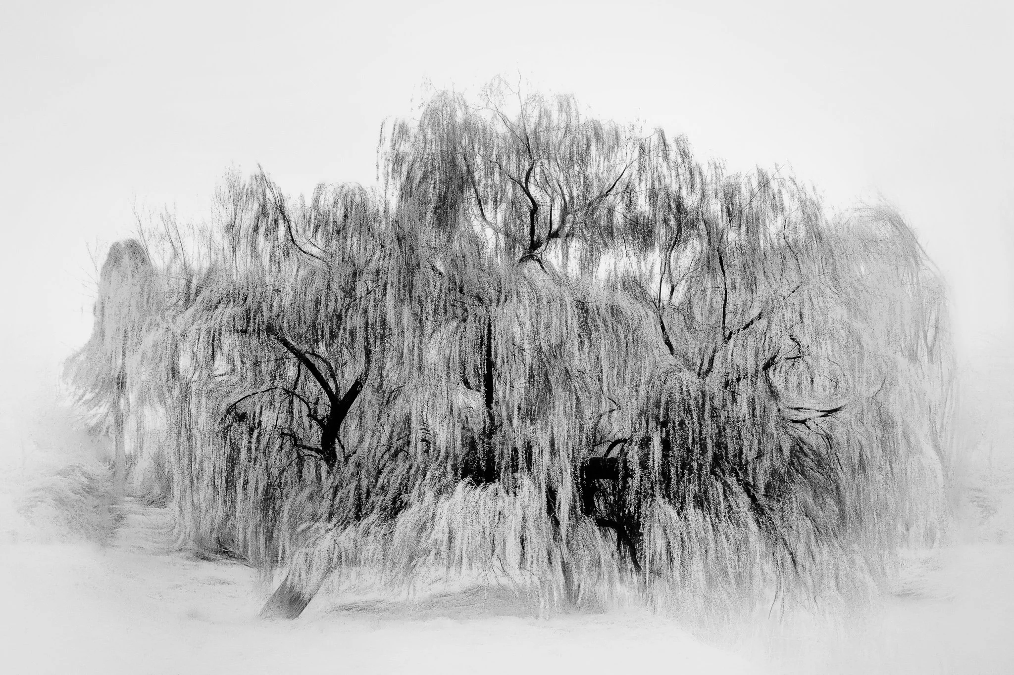 veil-of-the-willow.jpg