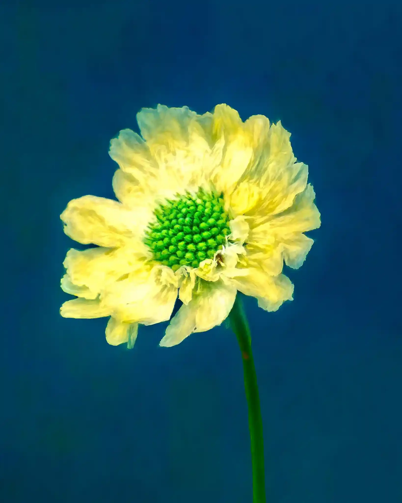 Scabiosa Caucasica