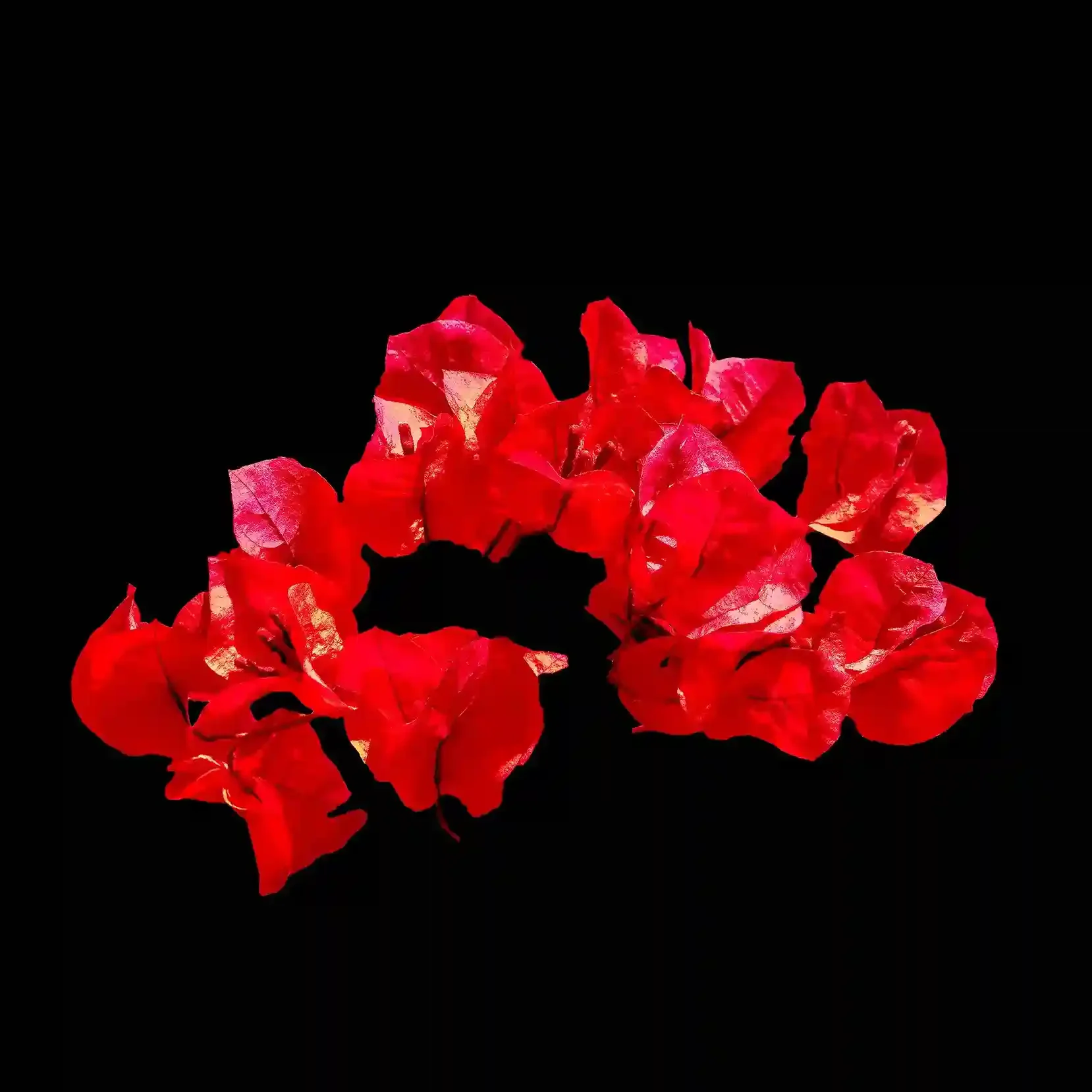 Bougainvillea