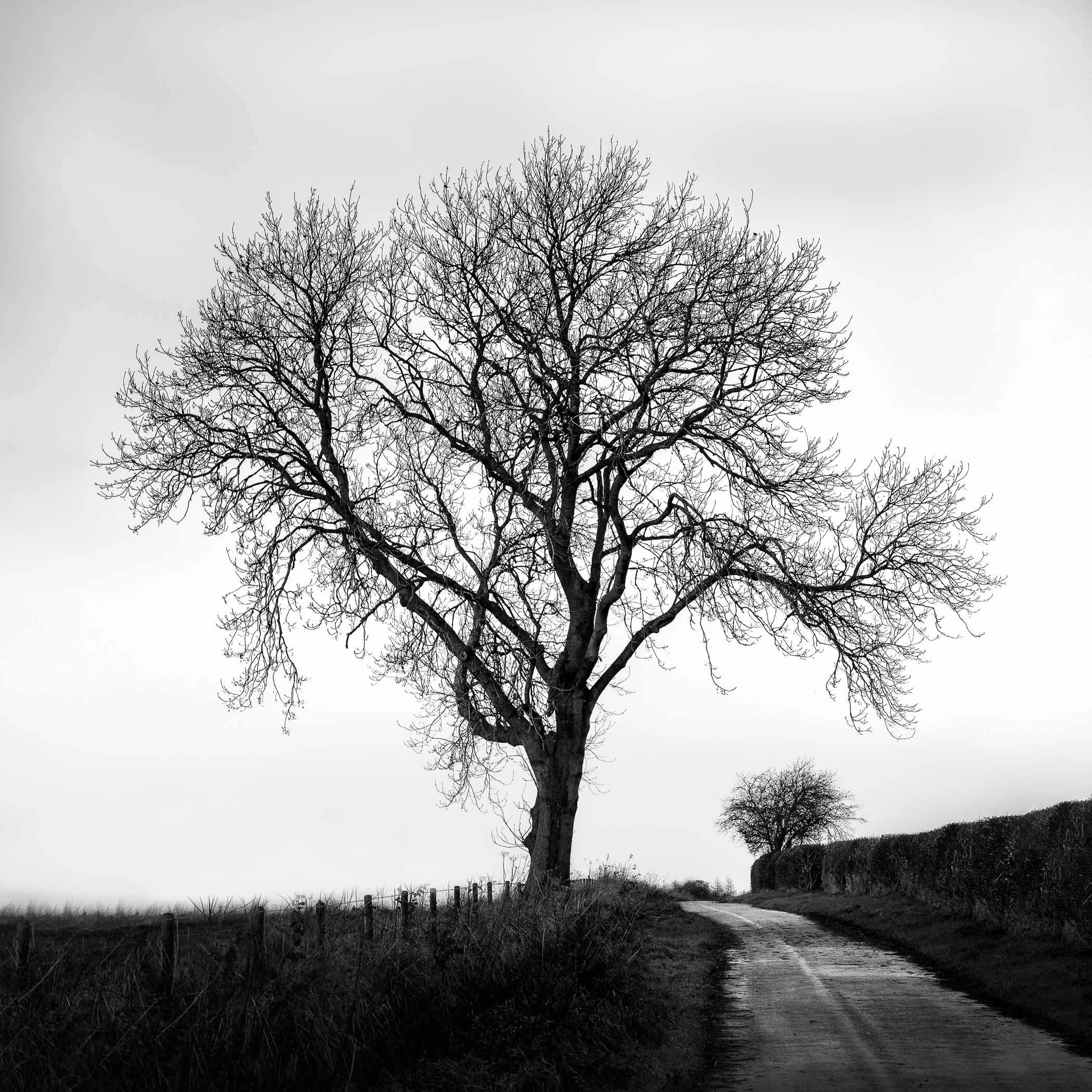 A Tree in Winter Bare branches etched sharply against a stark, high-contrast winter sky.