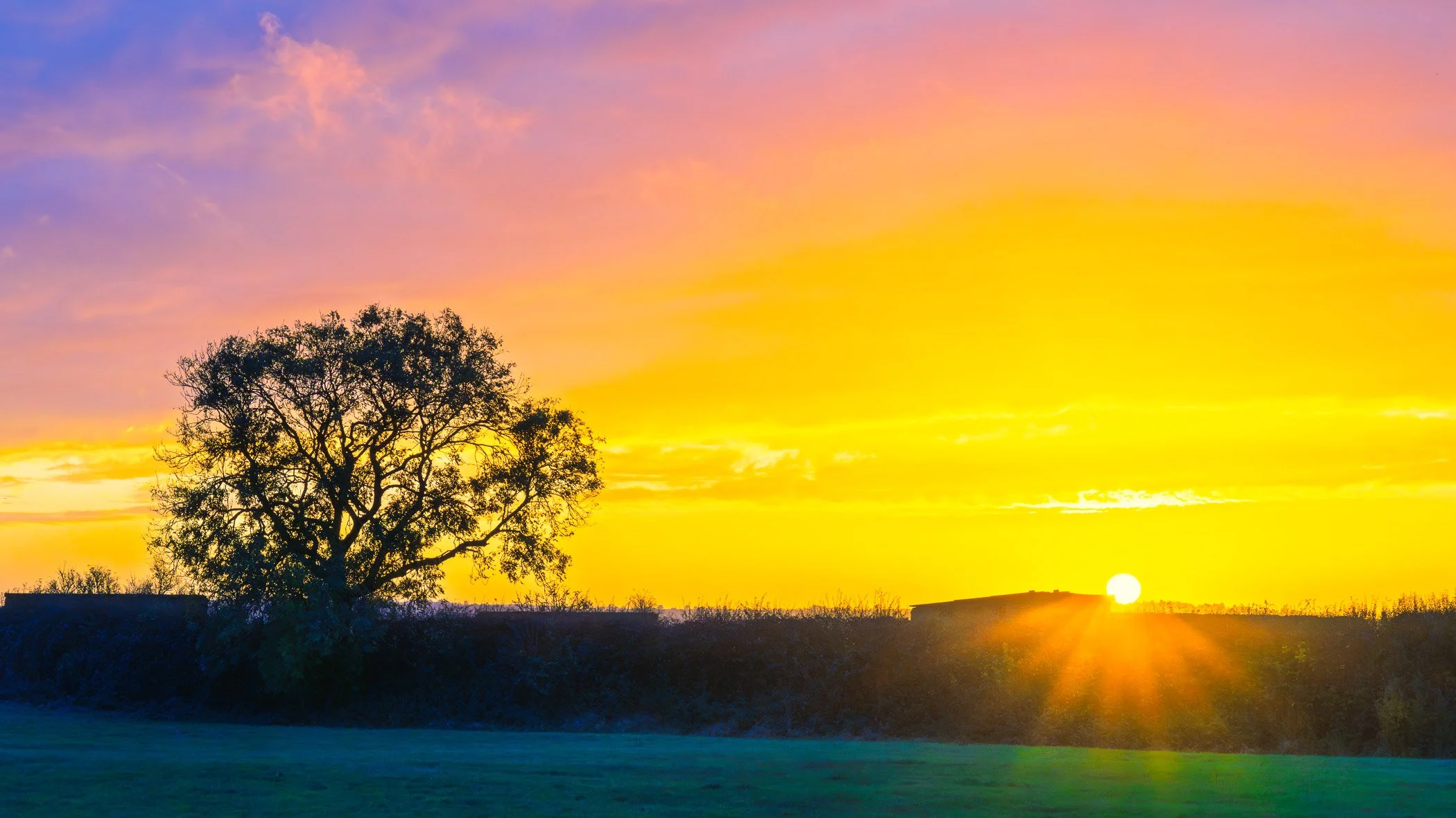 Golden Tranquility Warm golden light illuminating a quiet, serene tree line along open fields.
