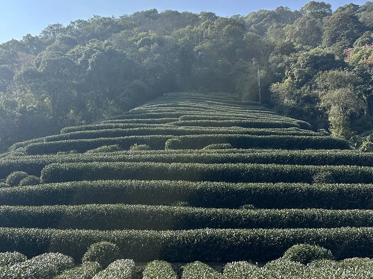 Longjing tea terraces in the hills surrounding Hangzhou in Zhejiang province, China