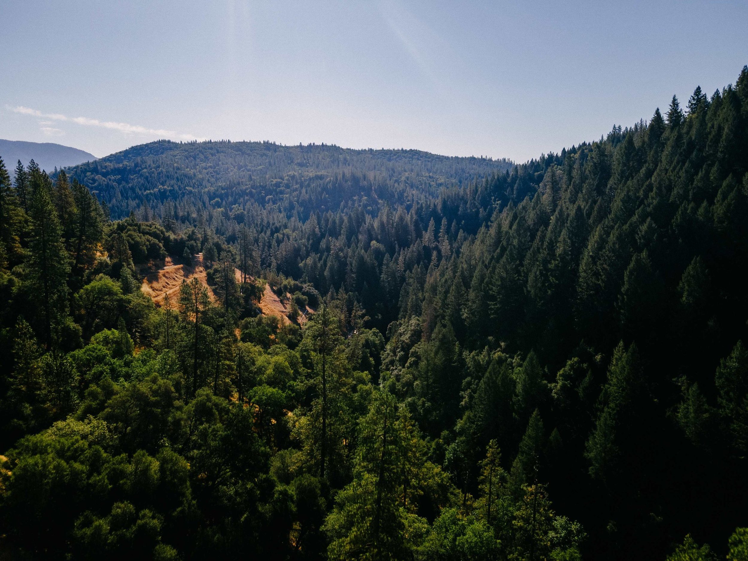A scenic view of a mountainous forest with tall pine trees, some patches of cleared land, and a bright sky overhead.