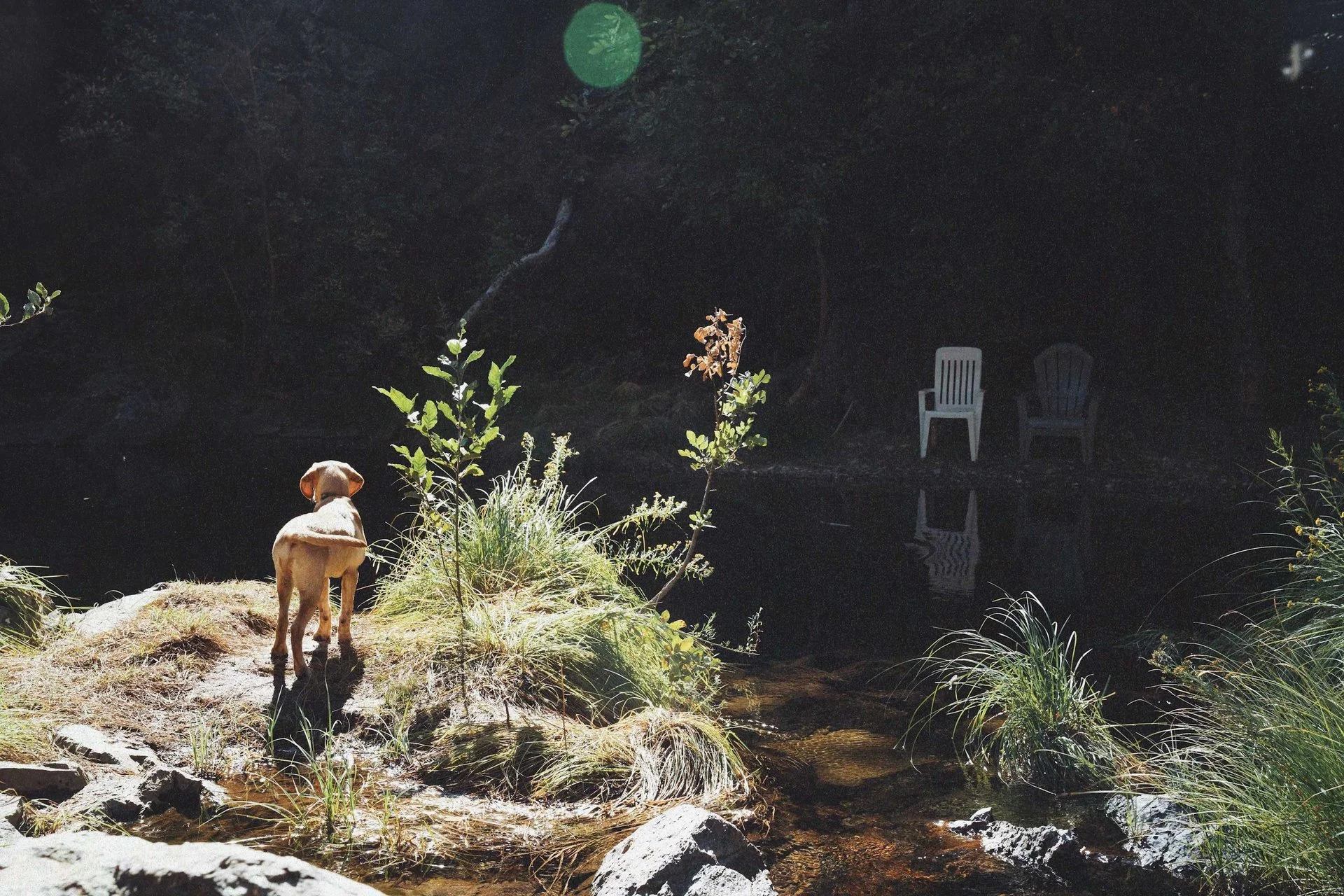 A dog standing on a small hill by a stream, facing away, with plants around and two empty chairs near the water in the background.