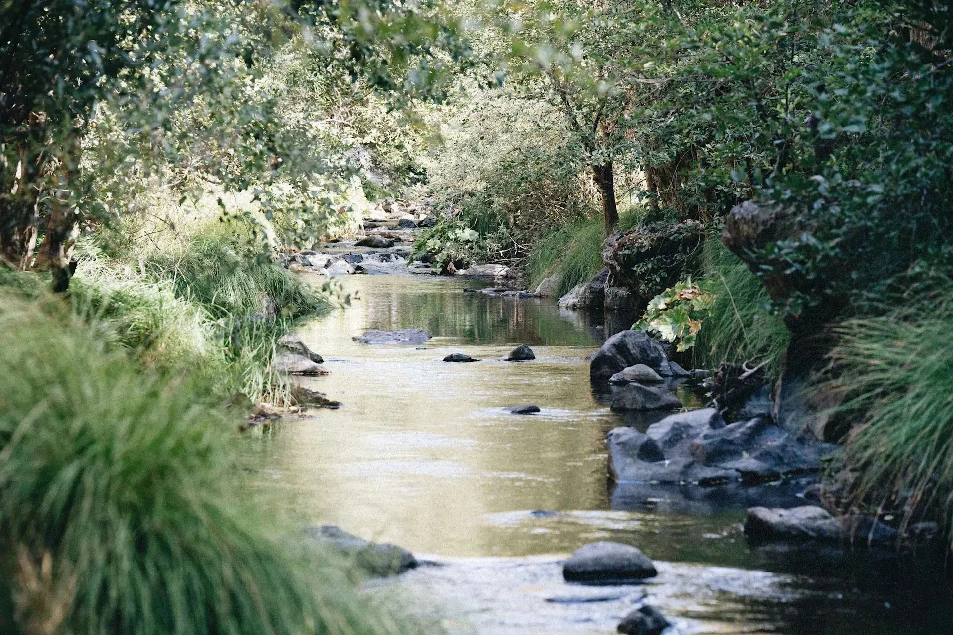 A peaceful creek flowing through a lush, green forest with rocks and grass along the banks.