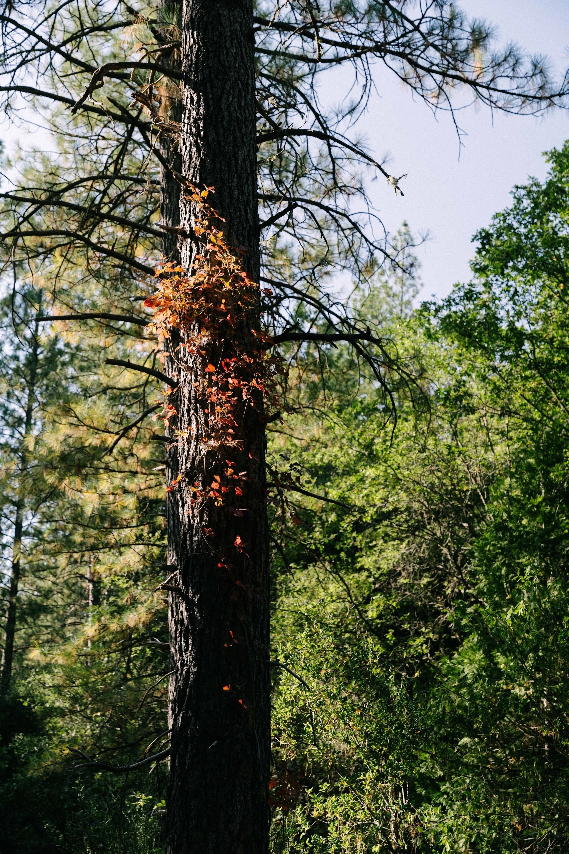 A tall pine tree with rough bark in a forest, with red and green leaves on its trunk and branches, under a clear sky.