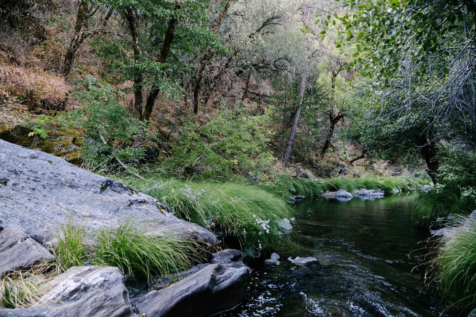 A peaceful forest stream flowing through dense green trees and shrubs.