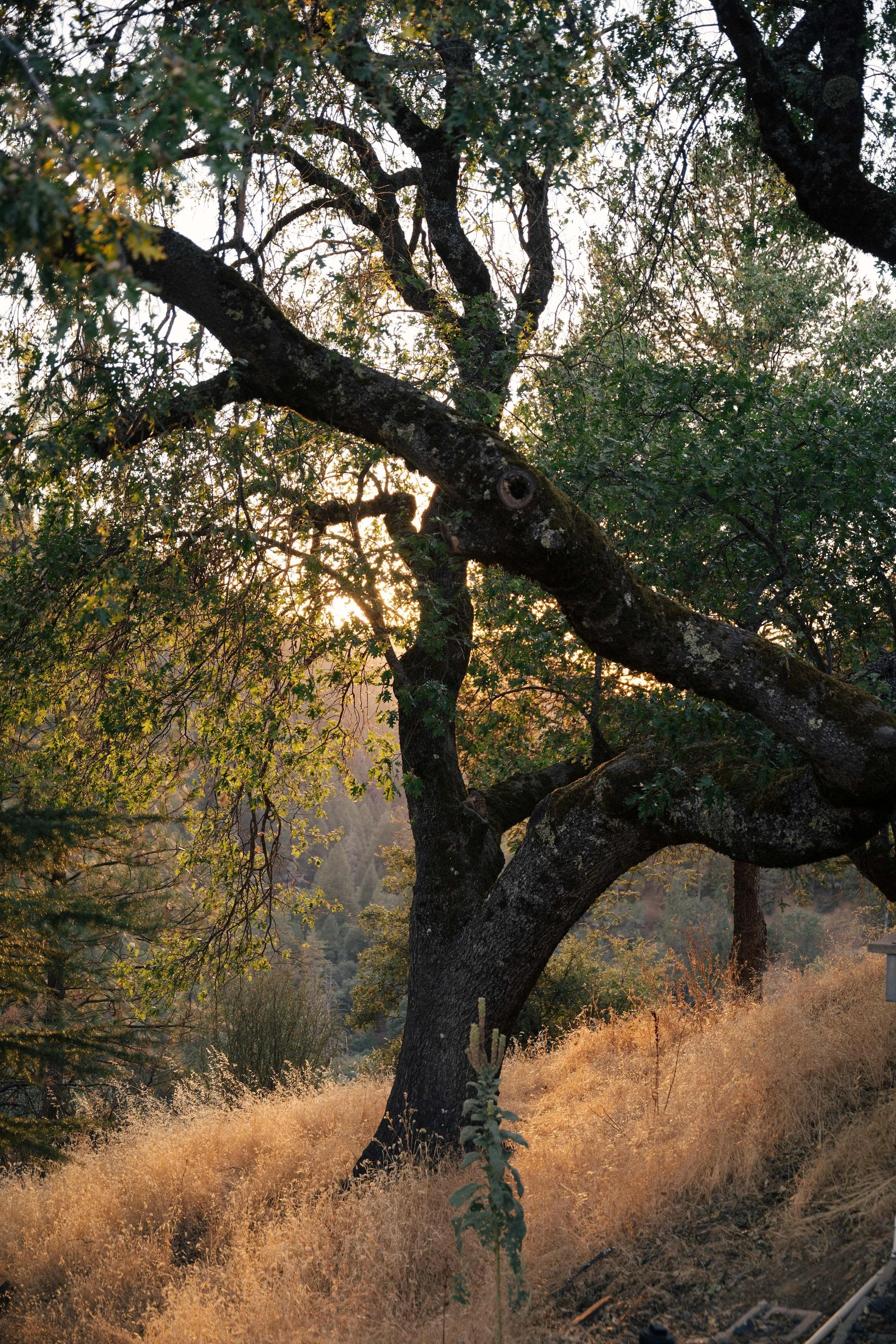 Tall tree with thick, twisted branches and green leaves, illuminated by the setting sun in a natural landscape with dry grass and a forested background.