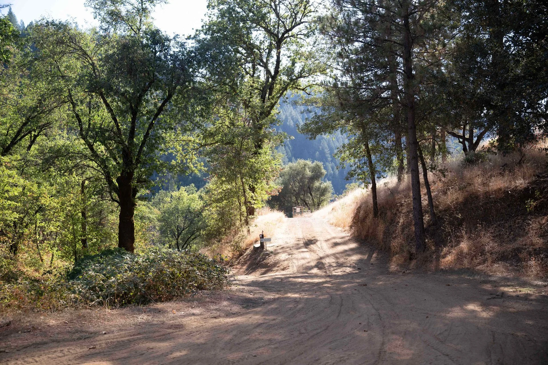 Dirt road winding through a forest with green-leaved and pine trees, some dry grass on the hillside, and hills or mountains in the background.