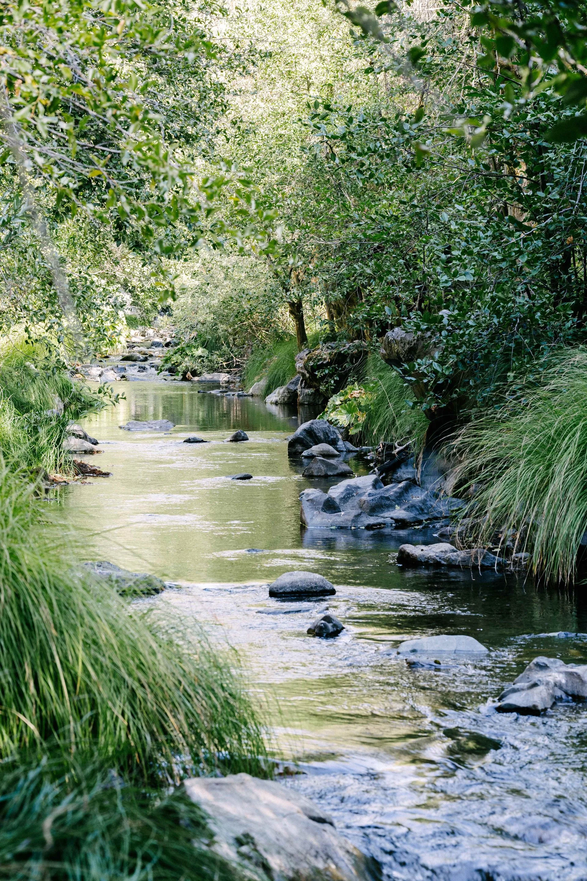 A serene stream flowing through a lush, green forest with trees and grass beside the water.