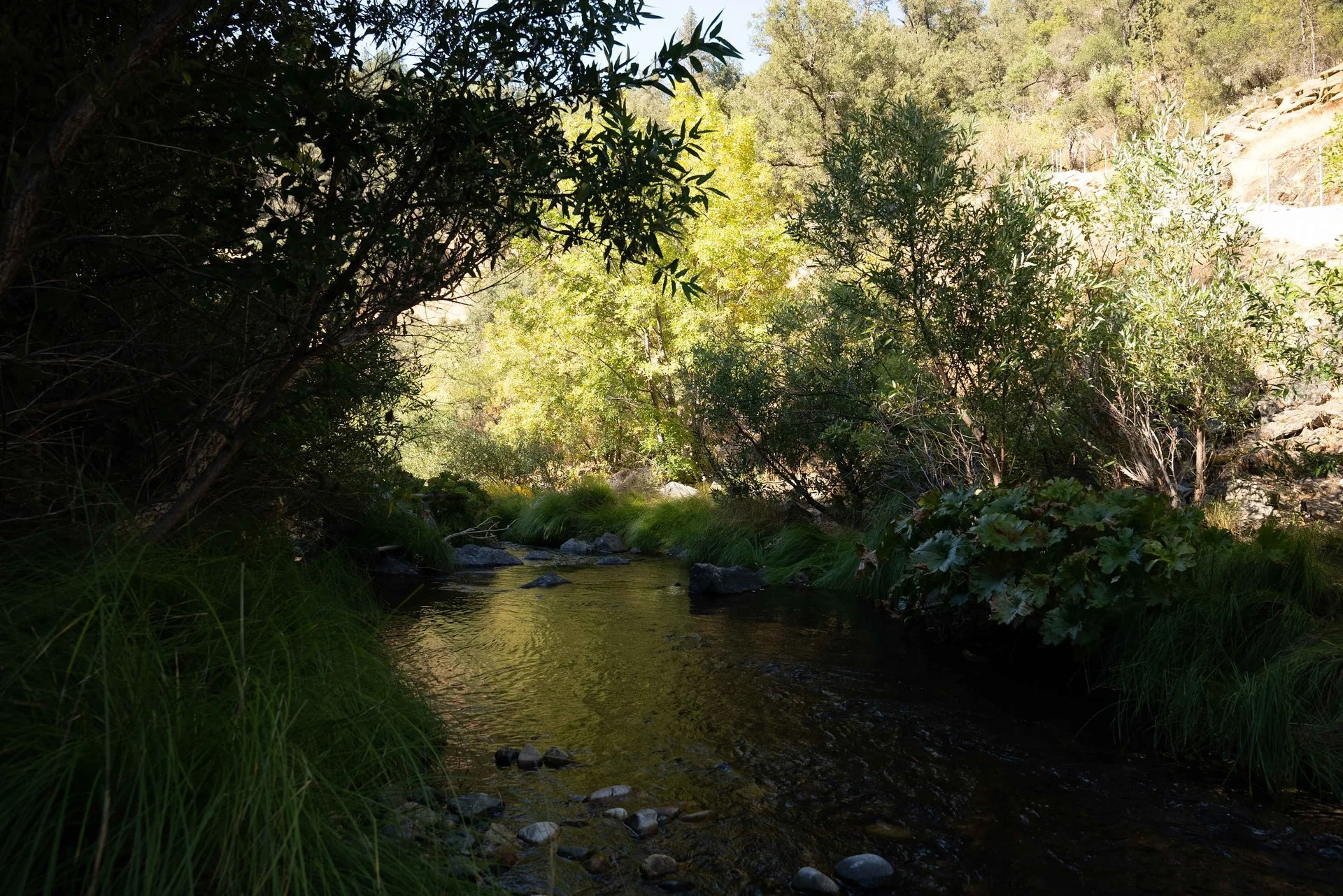 A small creek flowing through lush green trees and grass in a natural outdoor setting.