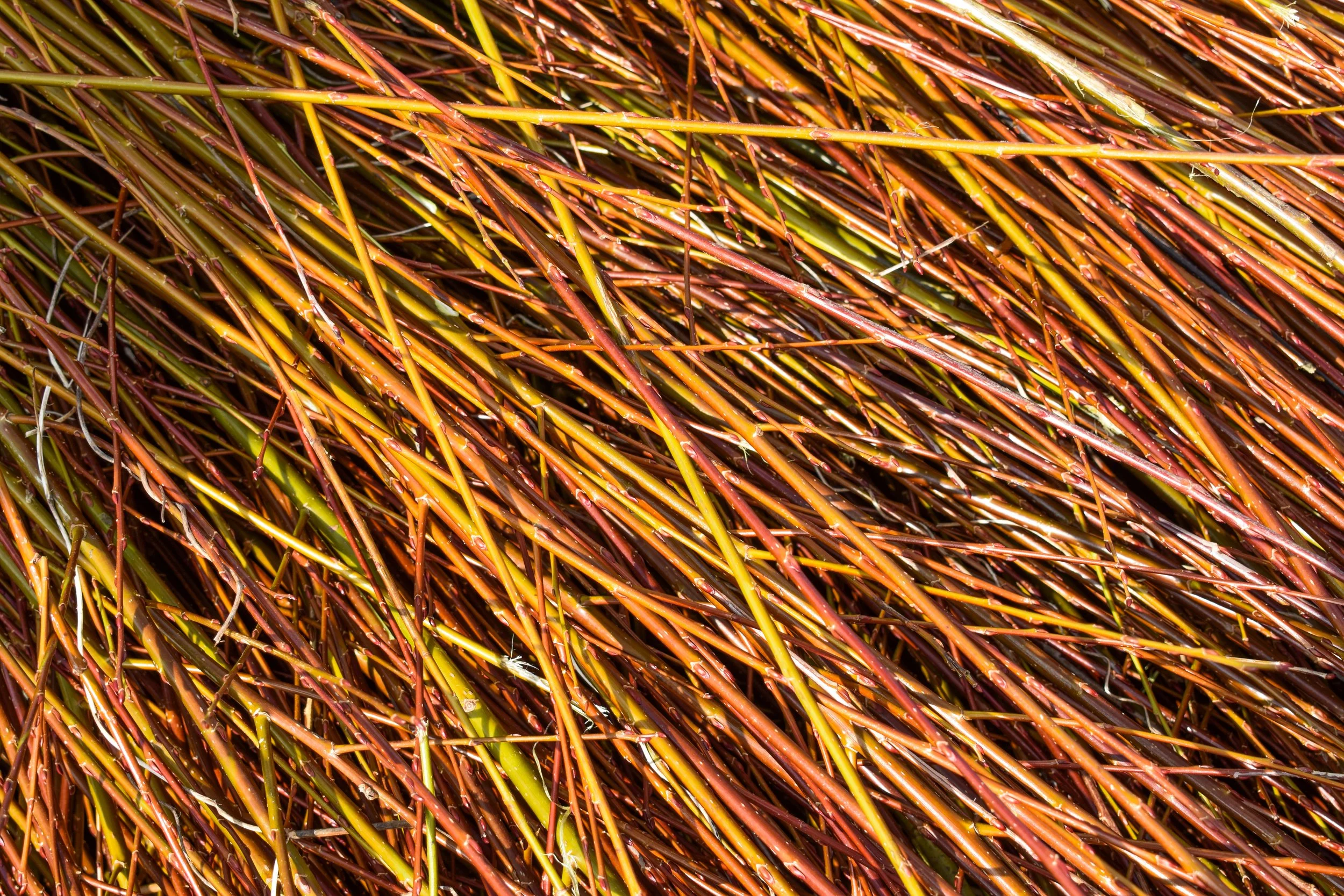Close-up of reddish-brown and yellowish dry grass or plant stems.
