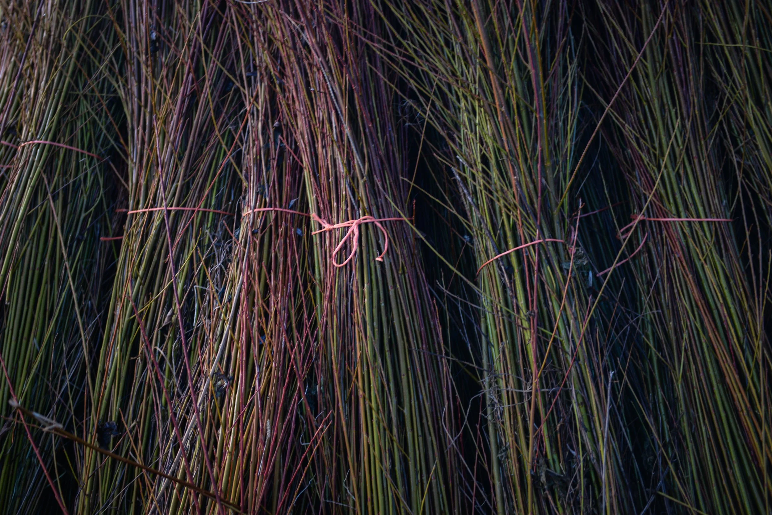 Close-up of tall, dry grass with multicolored stalks and a pink string tied around one stalk.
