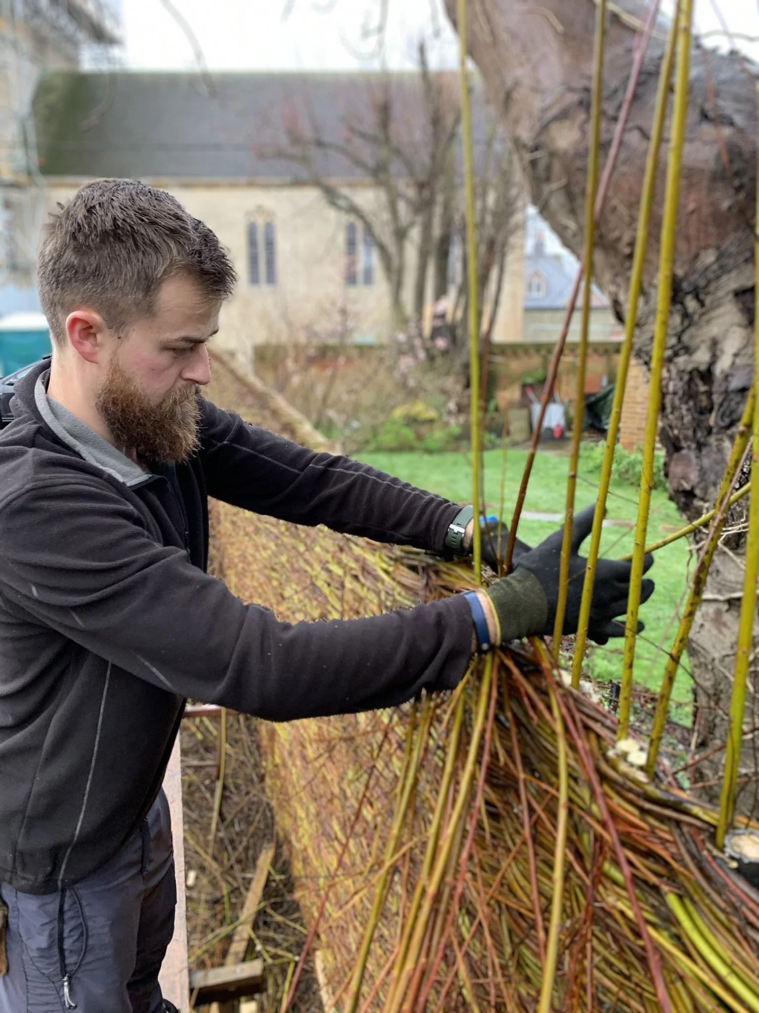A man with a beard and dark clothing trimming and tying grapevines on a trellis in a garden.