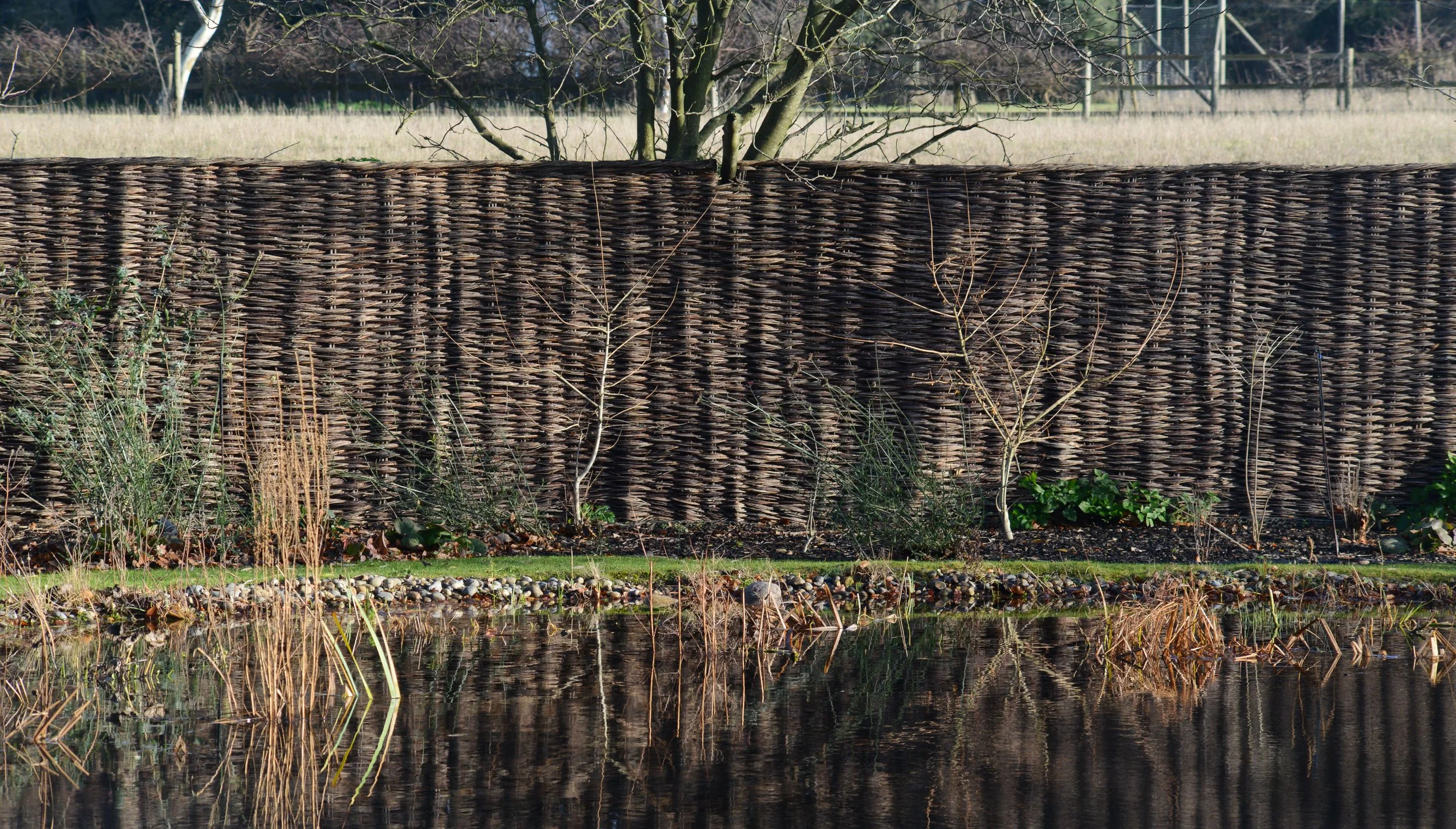 A woven wood fence runs horizontally across the image, with thin leafless trees and plants in front of it. There is a body of water at the bottom, reflecting the fence and plants. In the background, there are trees and a wooden structure with a ladde
