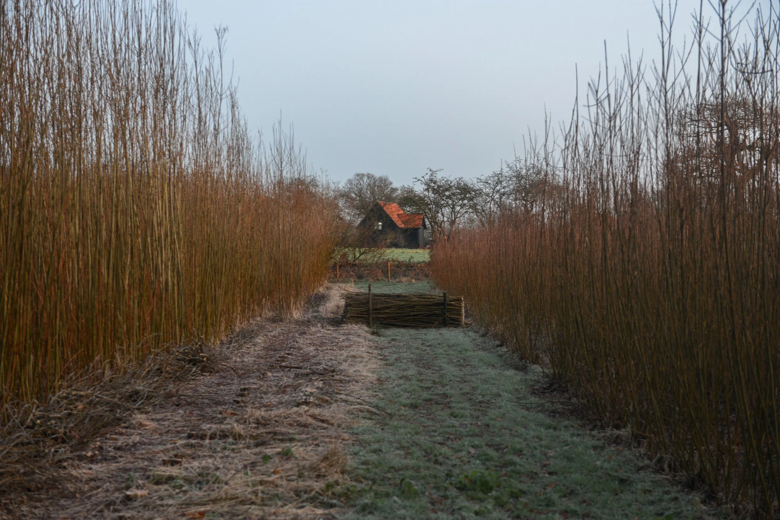 A dirt pathway between tall, dry grass on either side, leading to a small black house with a red roof in the distance, under a cloudy sky.