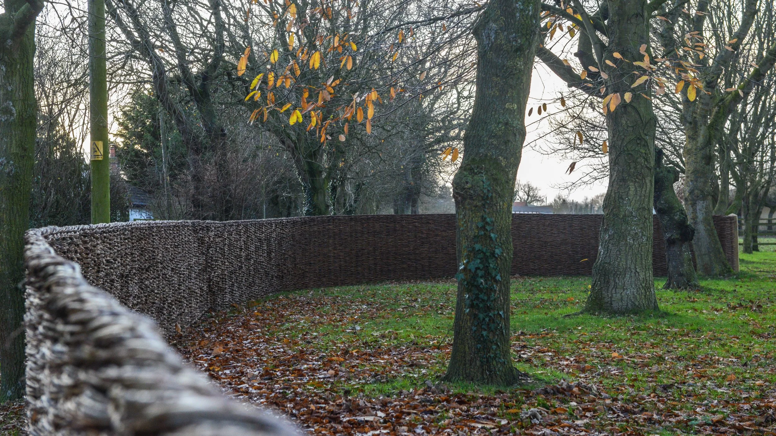A park scene with tall trees, fallen leaves on the ground, and a woven dark brown fence running through the scene, with overcast sky in the background.