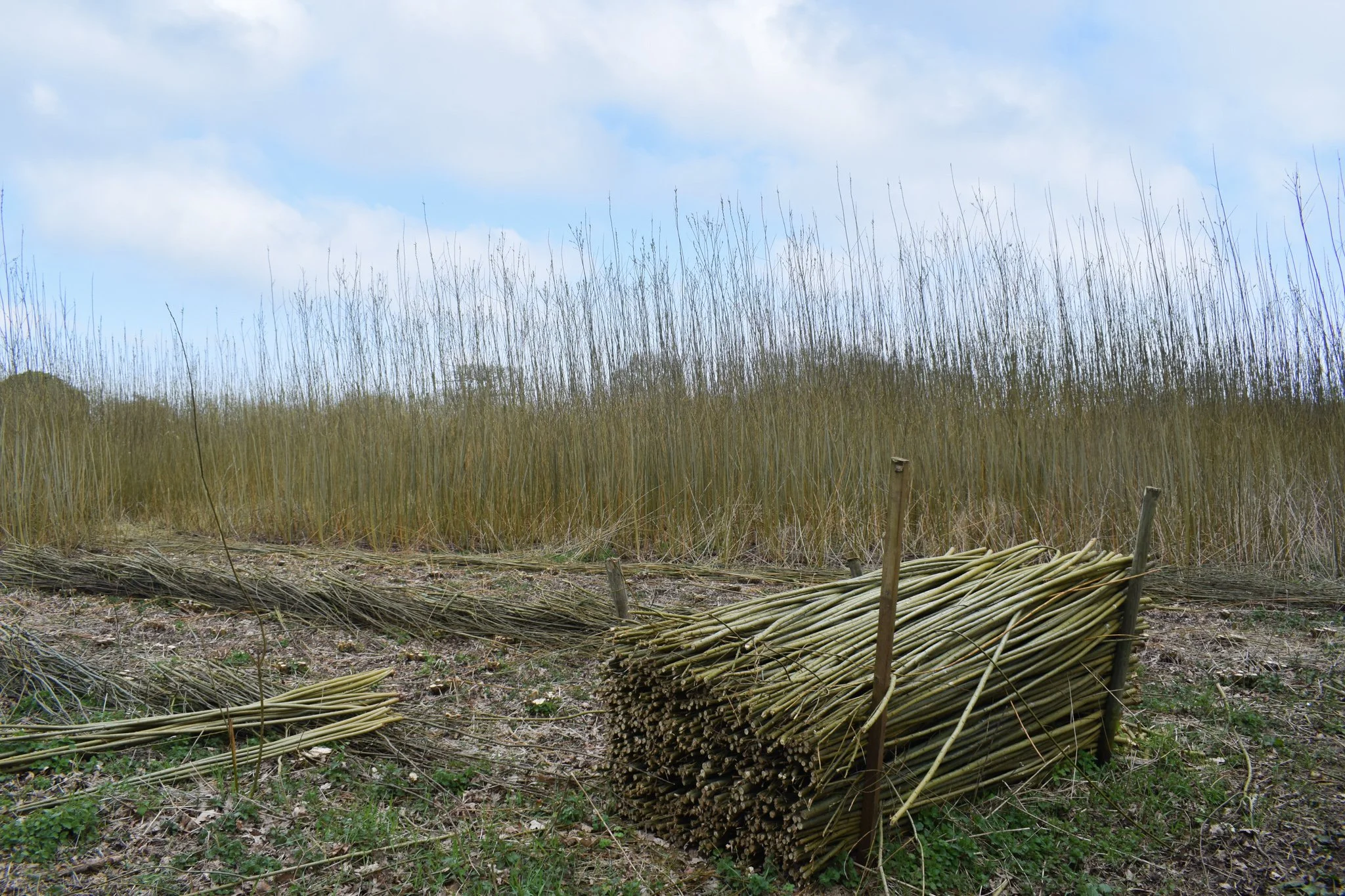 Bundles of dried reeds or similar plants on the ground in front of a reed field, under a partly cloudy sky.