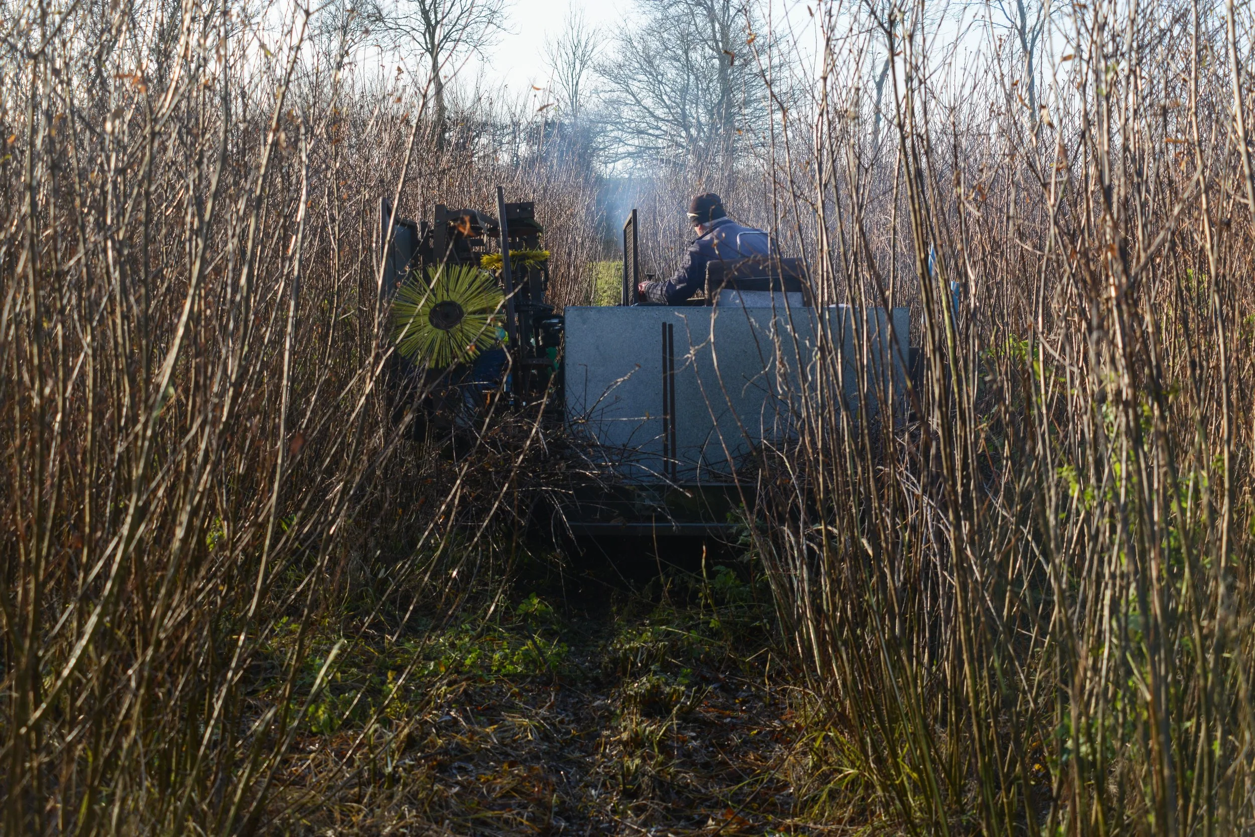 A person operating a machine in a dense field of tall, dried plants or reeds during daytime.