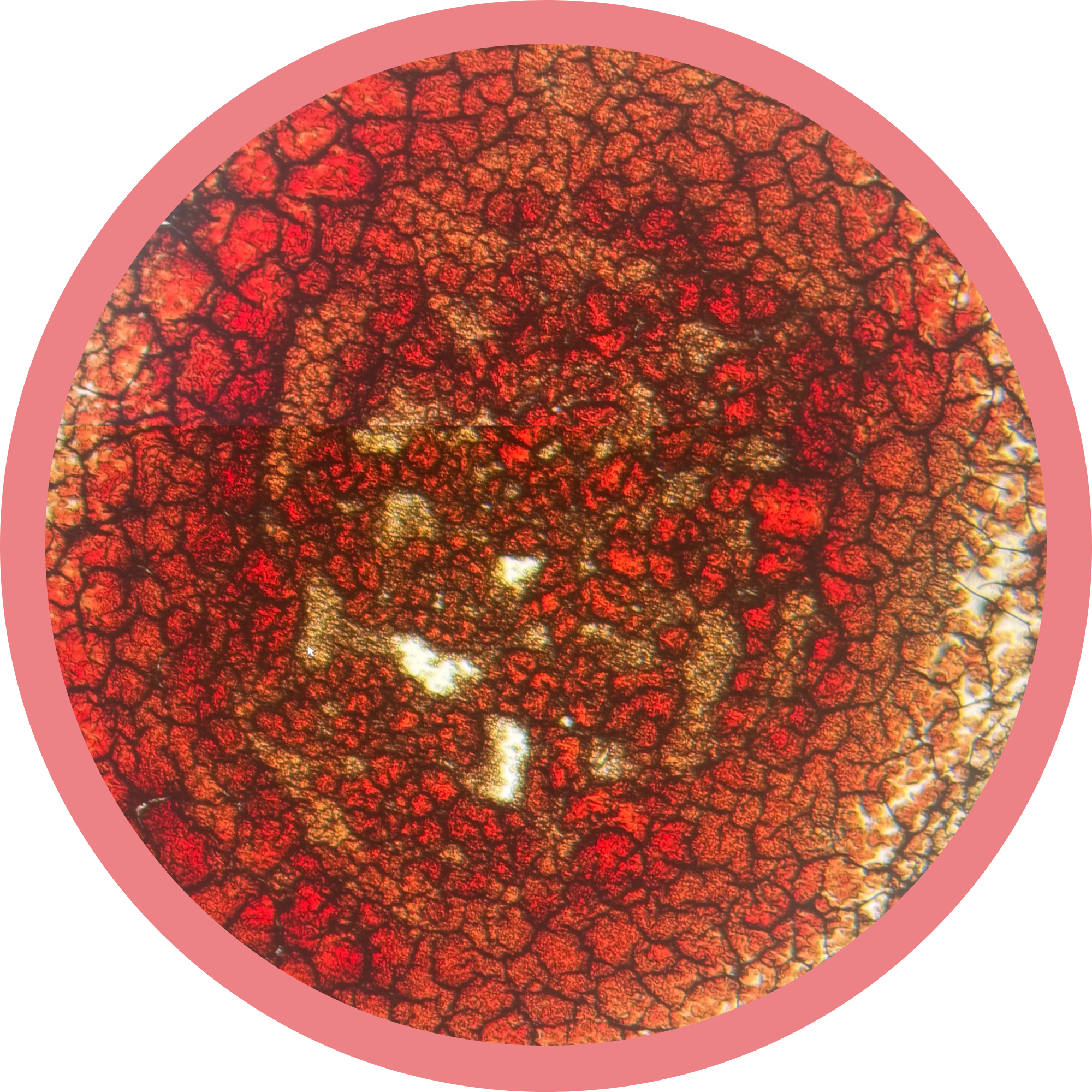 Close-up of a round, textured, red and orange surface with a cracked pattern, possibly a mineral or biological sample.