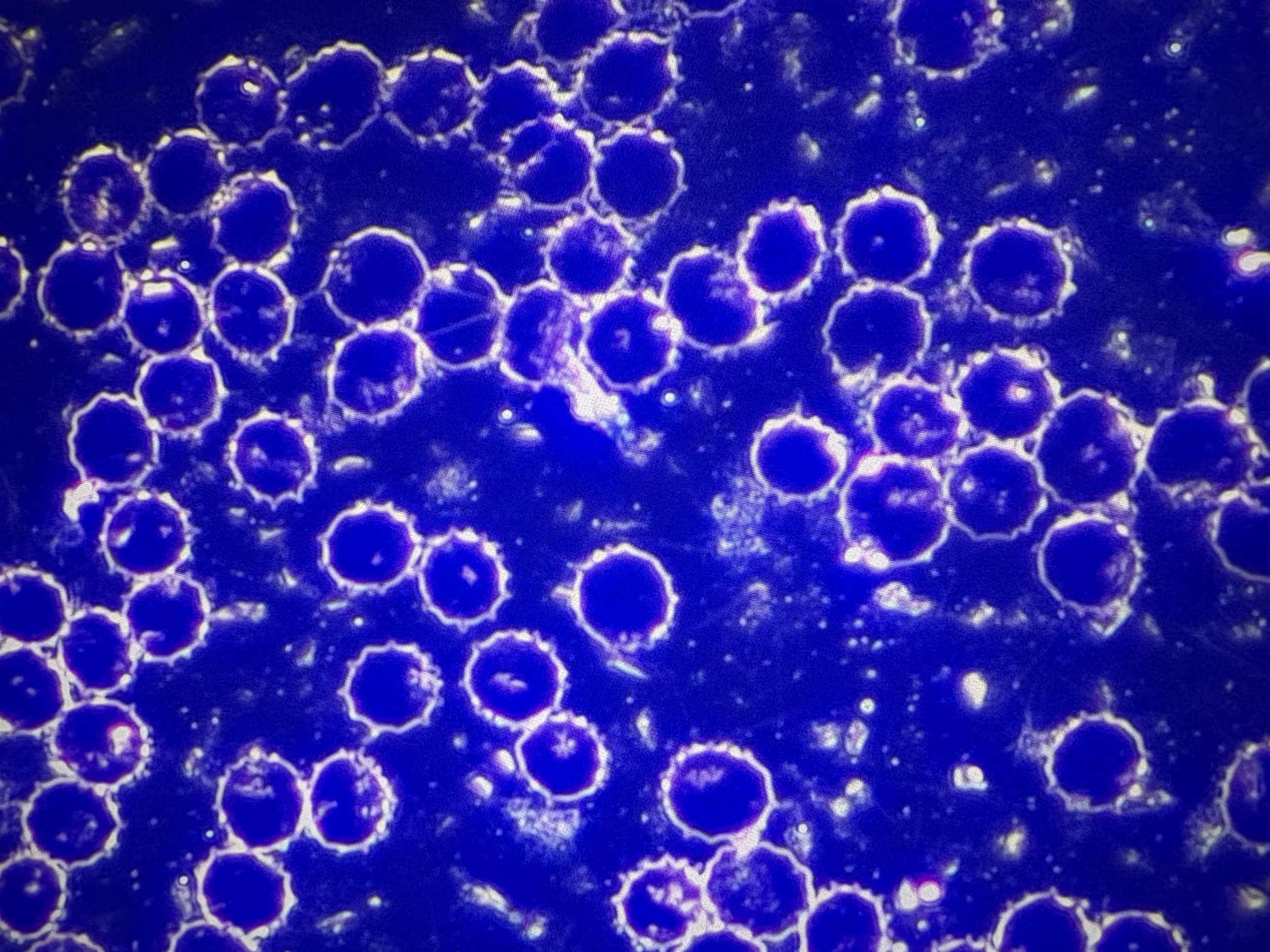 Close-up of numerous small circular structures with glowing borders on a dark blue background.