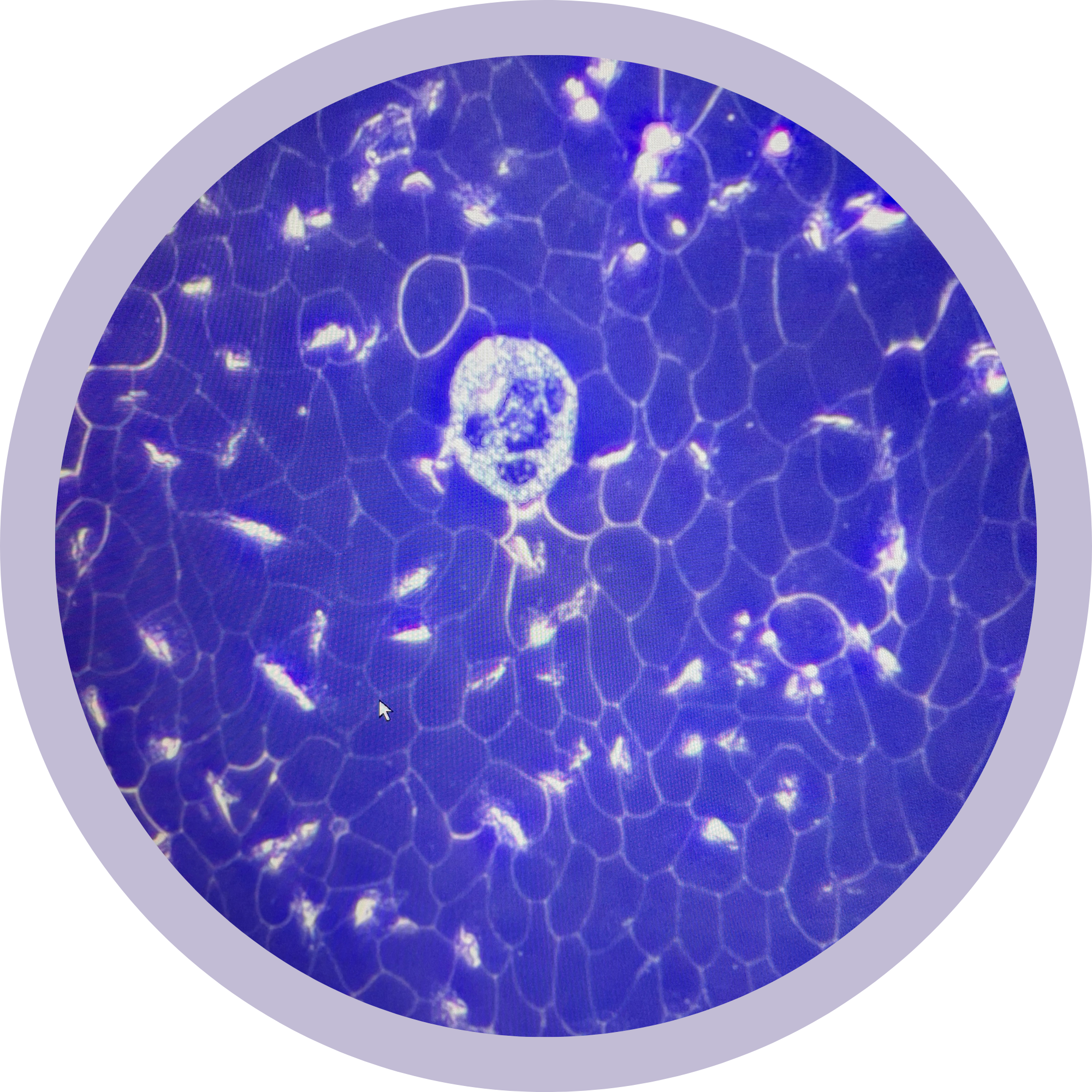 Close-up view of a slide under a microscope showing the cellular structure with one cell in the center.