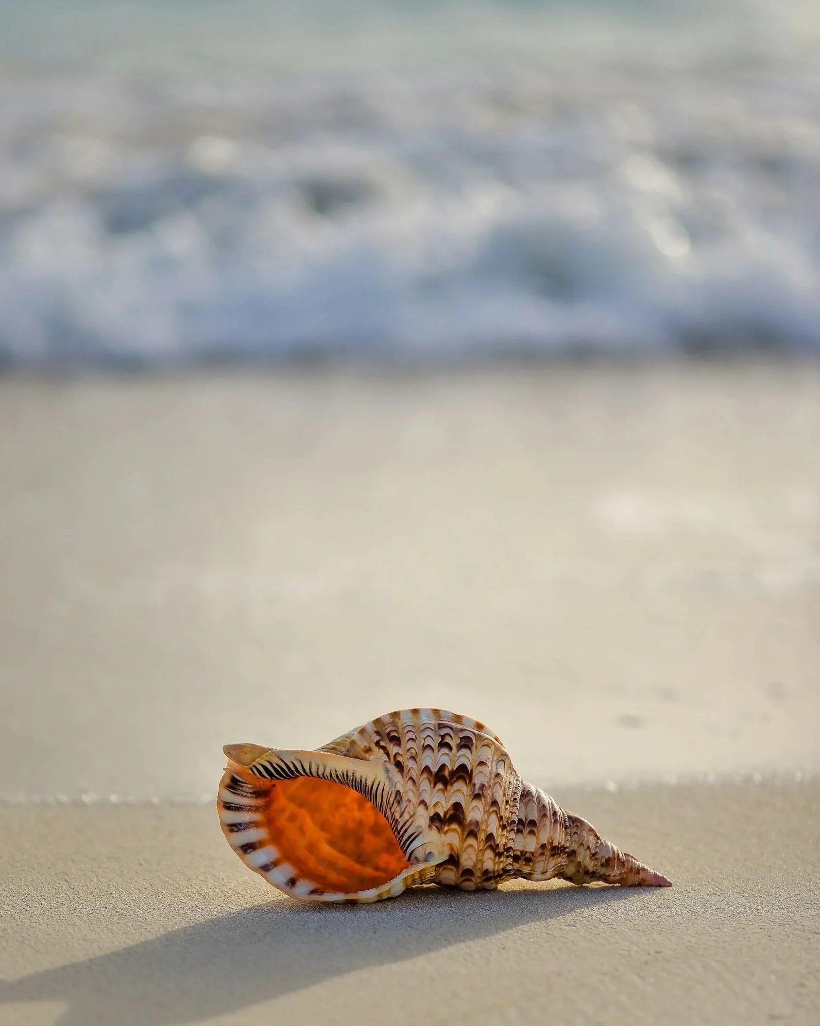 Seashell on the beach symbolising Therapy With Shell, offering counselling in Brookvale and online for patterns of behaviour and relationships.