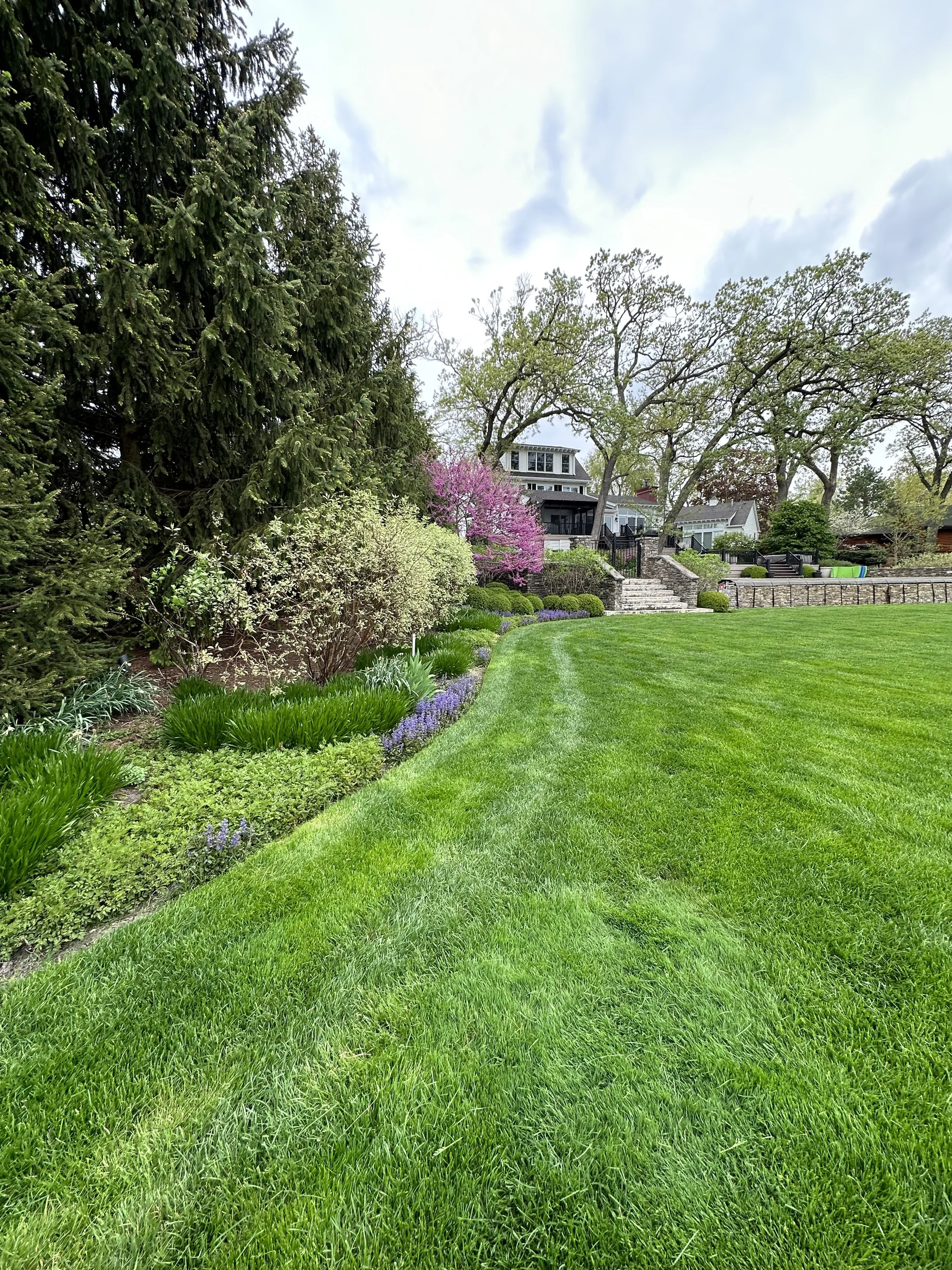 Lawn with a garden bed of green plants and purple flowers, tall pine and deciduous trees, house with steps, patio, and outdoor furniture in the background.