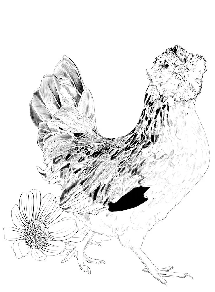 Sparta and Feverfew