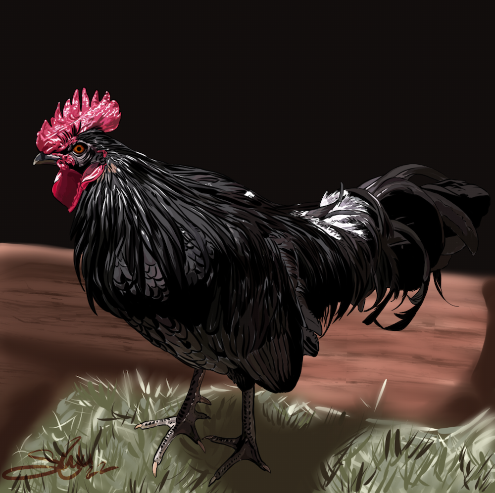 Digital illustration of a black rooster with a red comb and wattles, standing on grass with a brown ground and dark background.