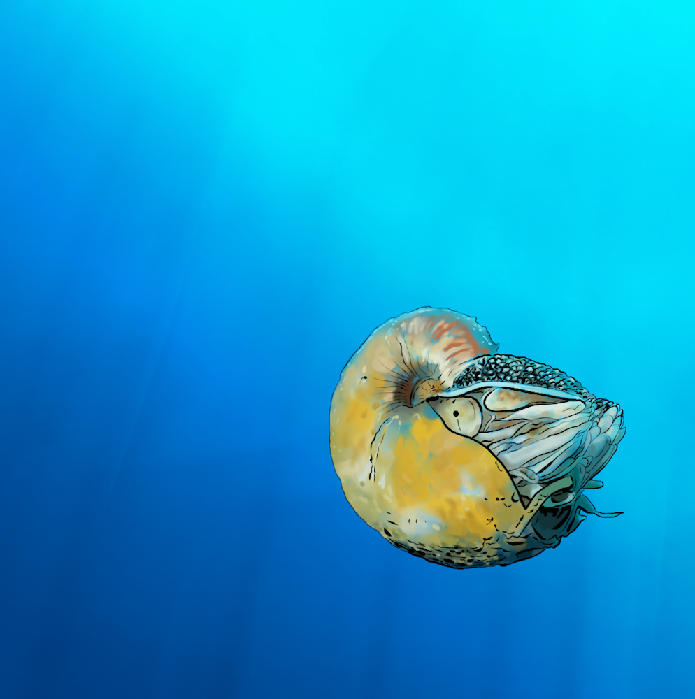 A close-up view of a nautilus shell underwater with blue light illuminating the scene.