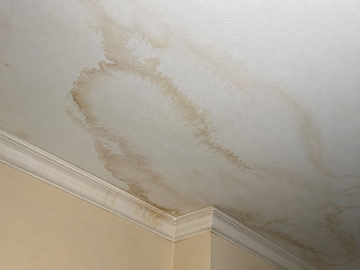 Water damage on a white ceiling near a corner and crown molding.
