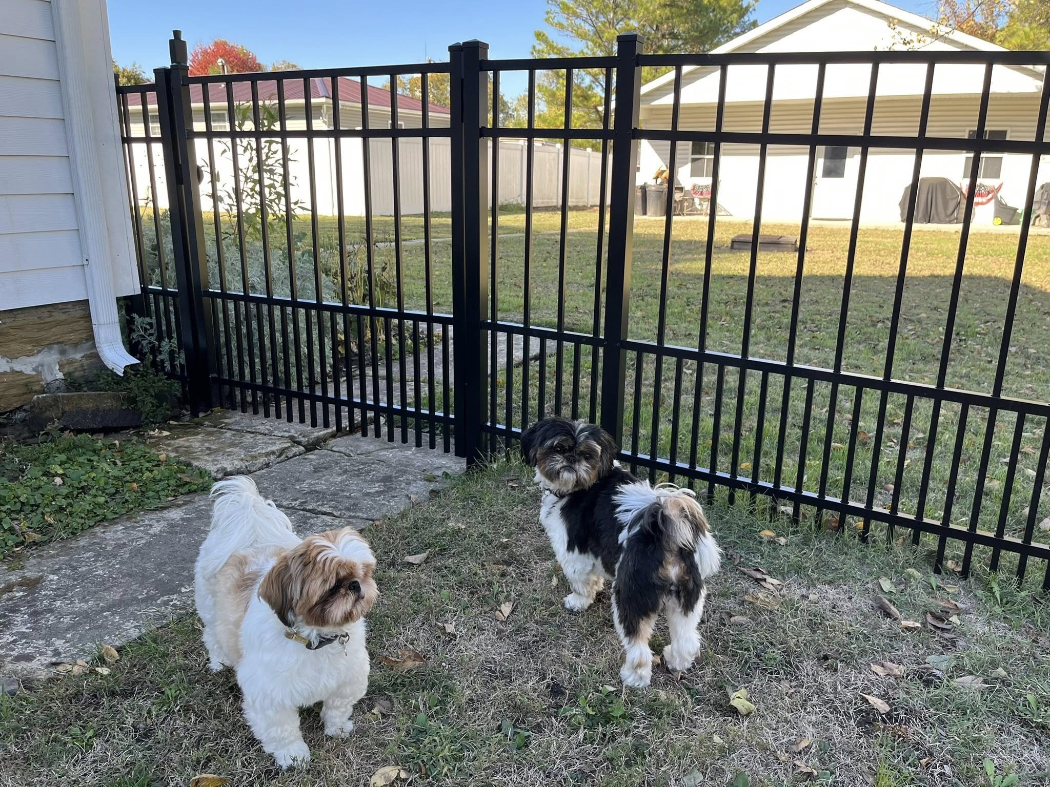 black ornamental aluminum fence in backyard with 2 small dogs - Midwest Fence