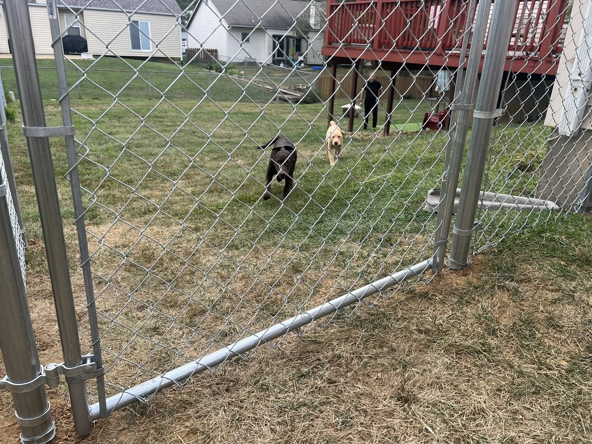 silver chain link fence in backyard with a black and a white dog on the inside