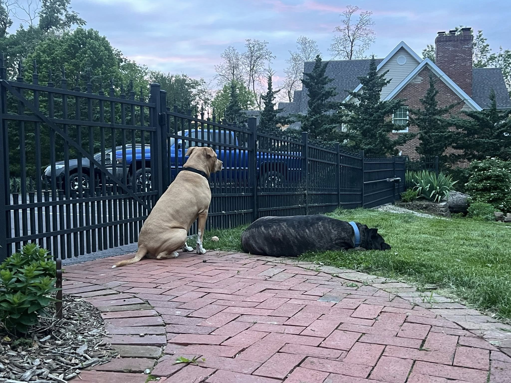 black ornamental aluminum fence with two large dogs on the inside