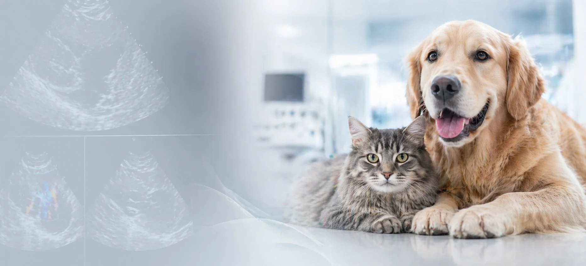A golden retriever dog and a tabby cat lying next to each other in a veterinary clinic, with an ultrasound image overlayed on the left side of the image.