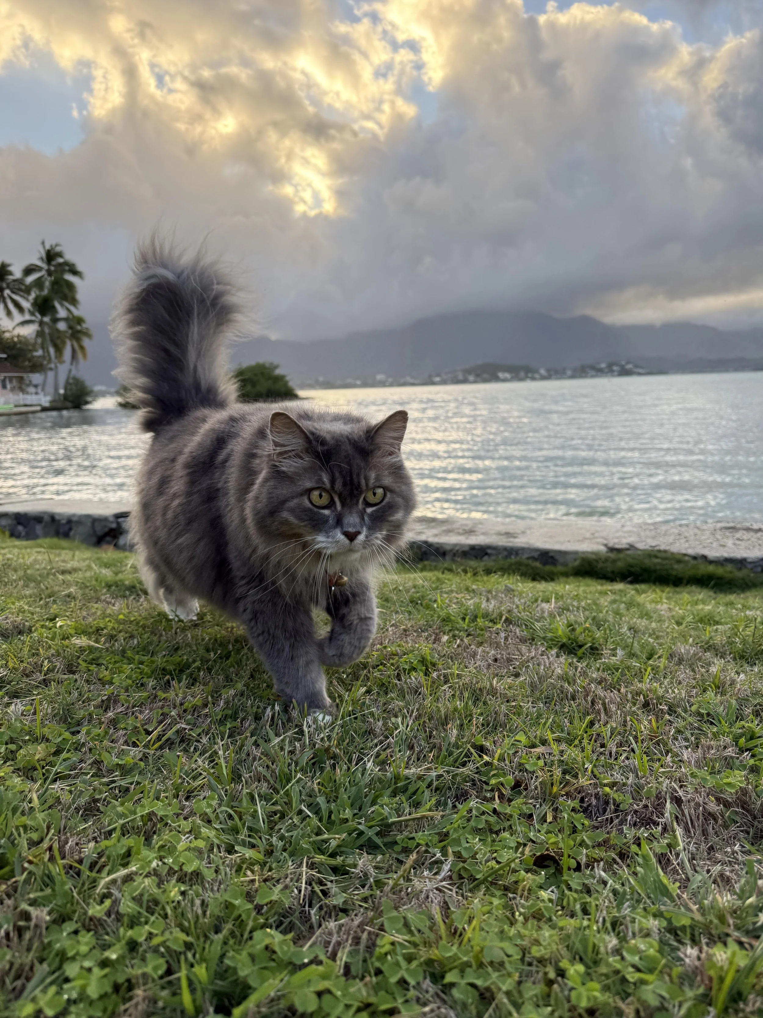 Dinahkaneohebay.jpg