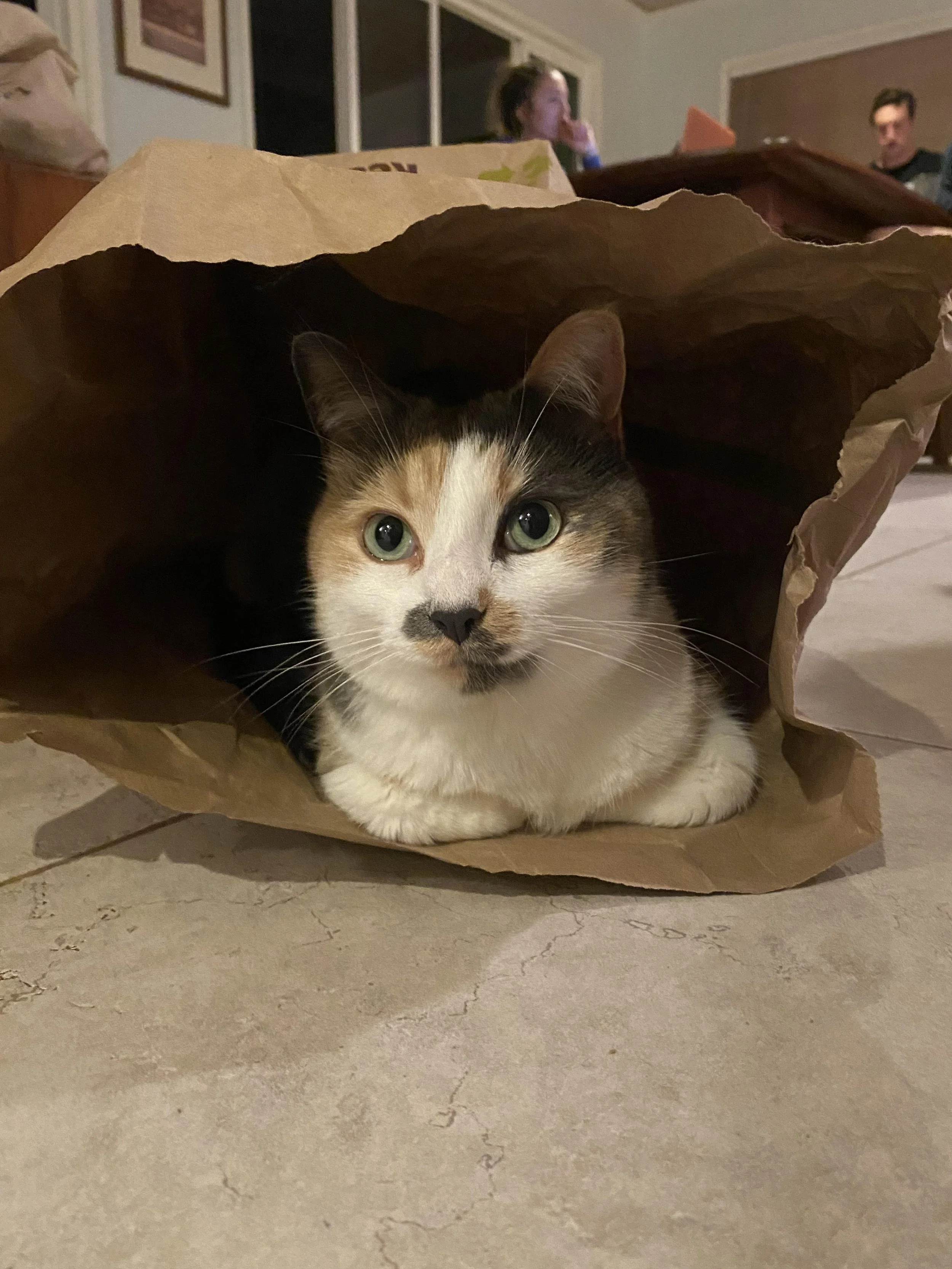 Honeybuninbag.jpg
