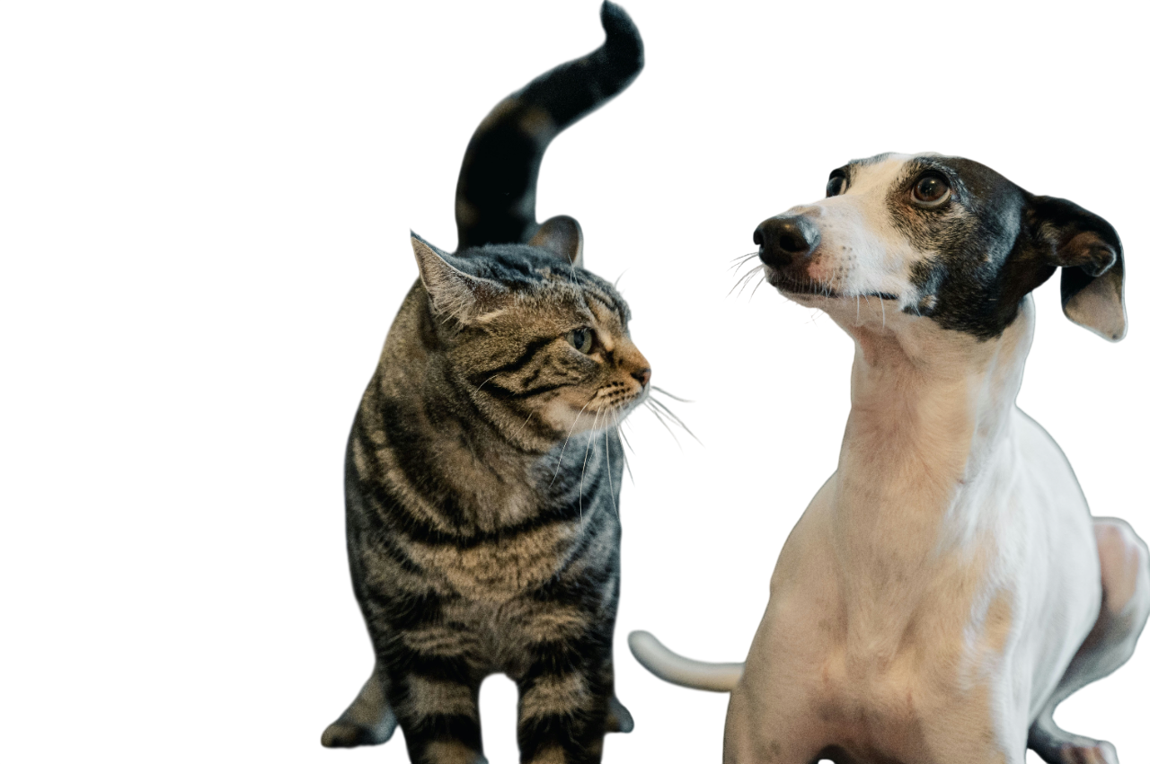 A tabby cat and a dog sitting next to each other, looking at each other.