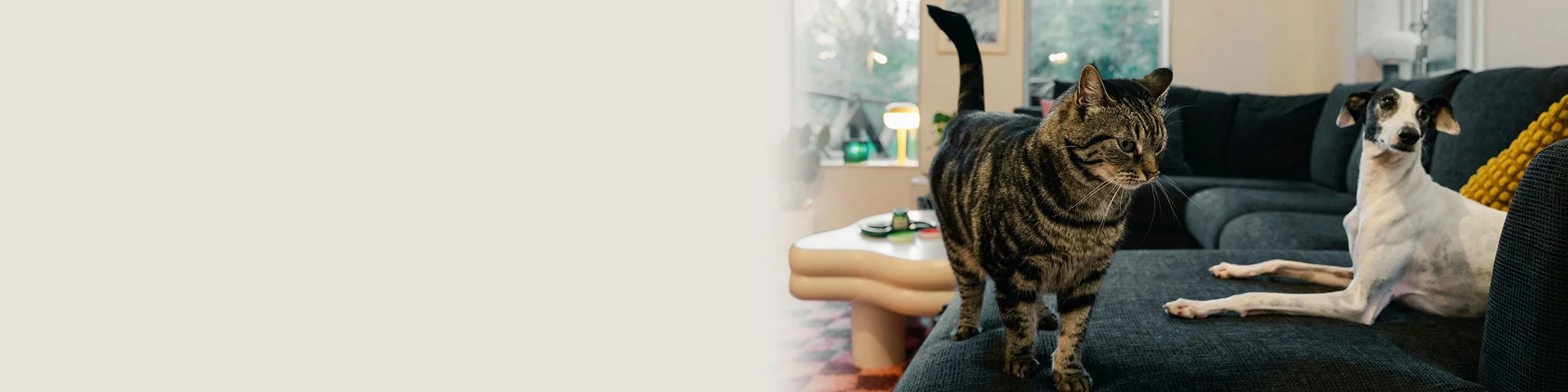 A tabby cat and a white dog with black spots lounging on a black couch in a living room.