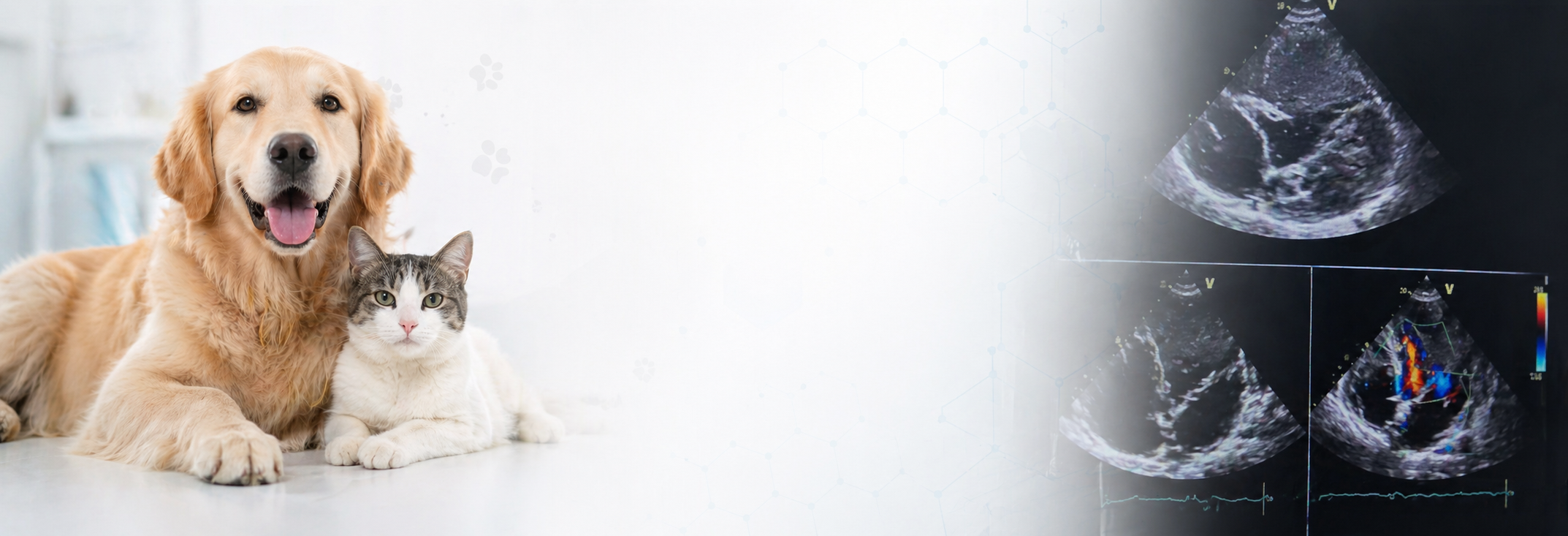 A happy golden retriever dog and a gray and white cat lying together indoors, with an ultrasound scan to the right side of the image.