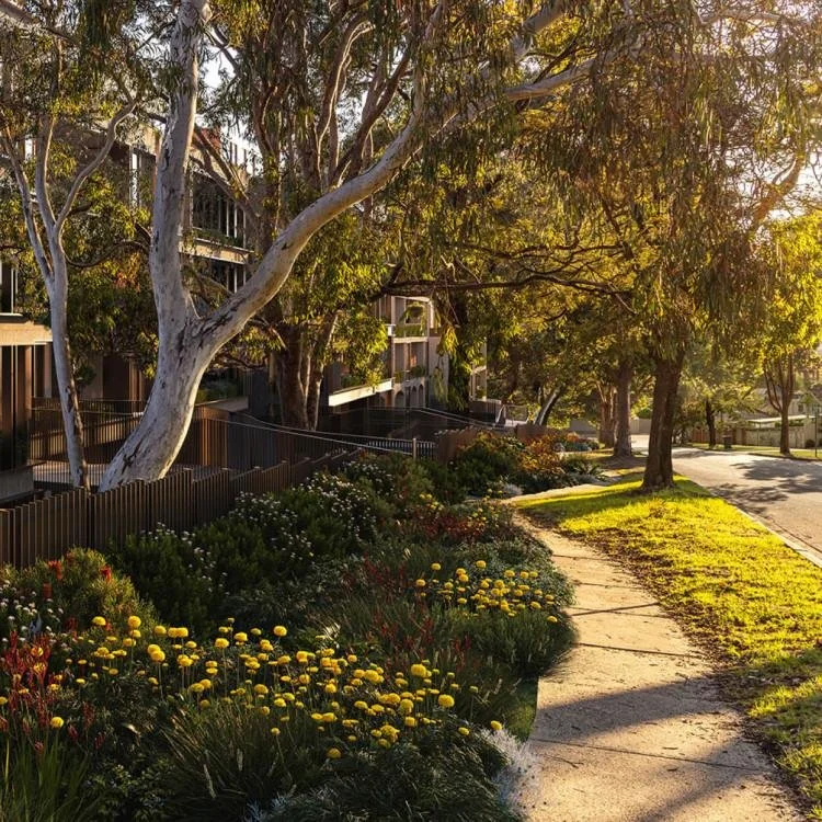 Activity Centre Native Planting High Density Landscape