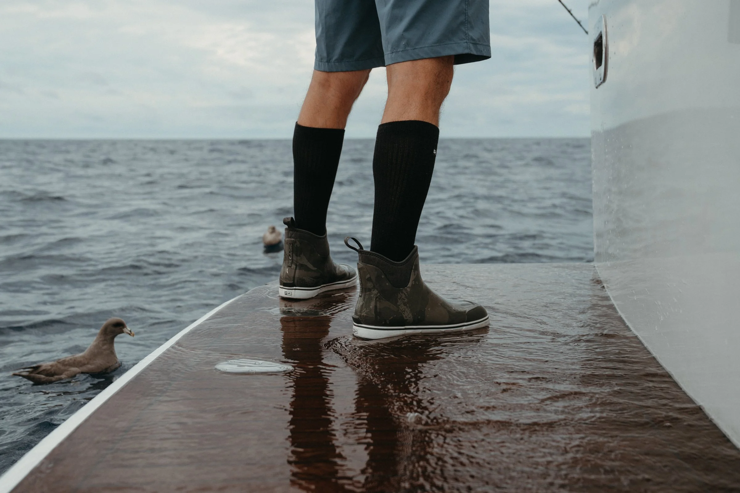 Birds vs chum line, a never ending battle. 